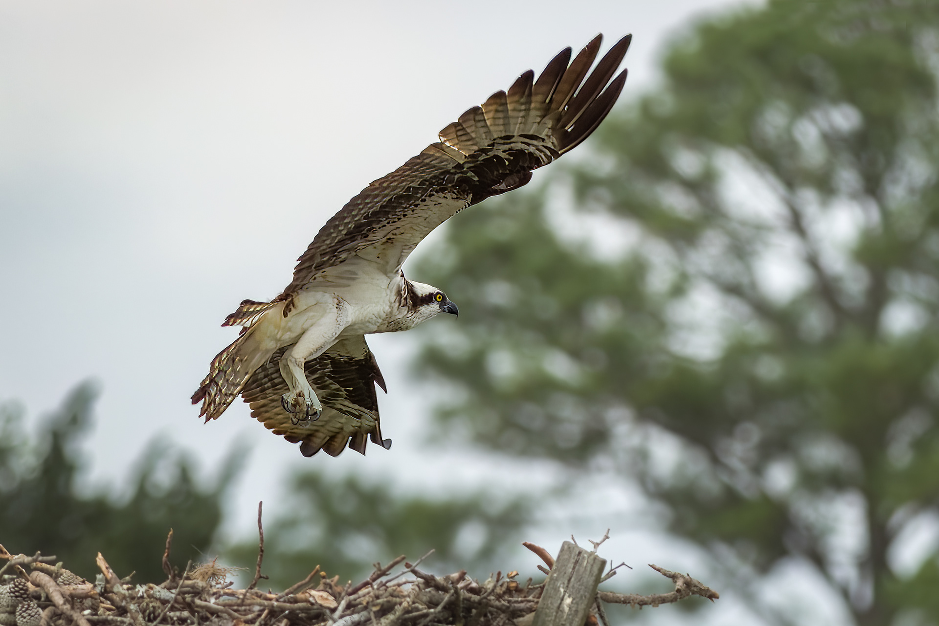 OSPREY