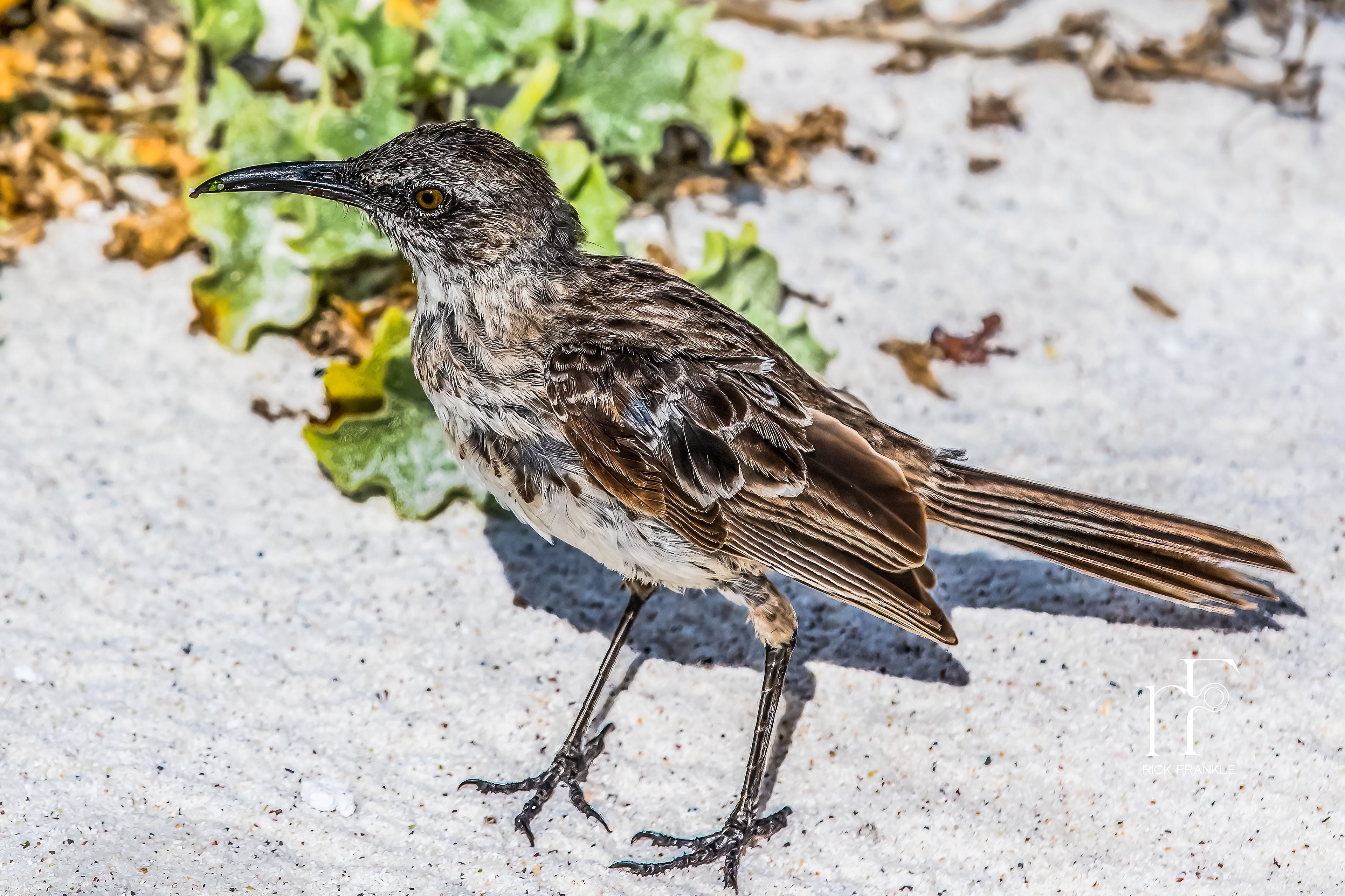 GALÁPAGOS MOCKINGBIRD [SAN CRISTOBAL]
