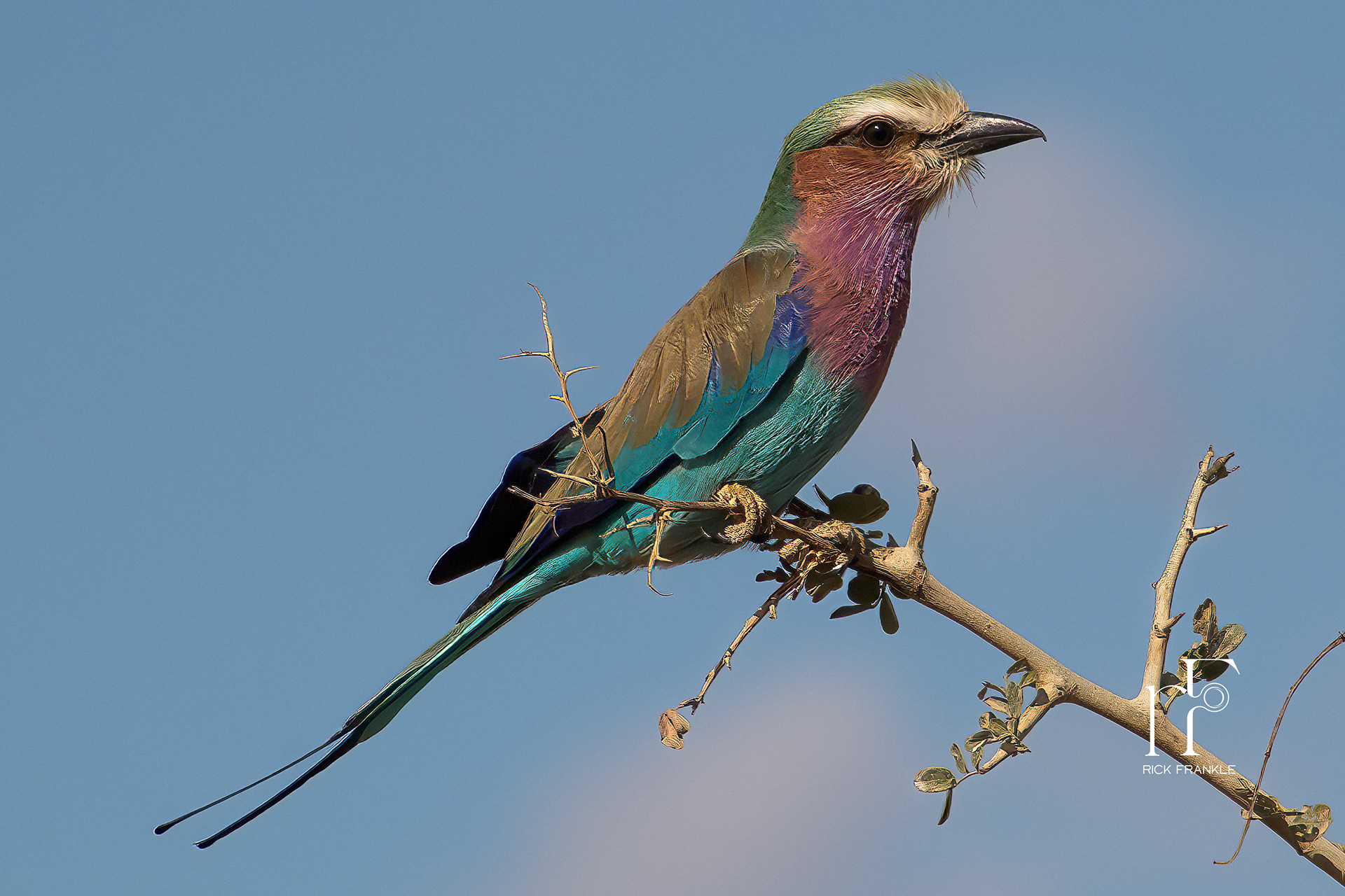 LILAC BREASTED ROLLER [TARANGIRE]