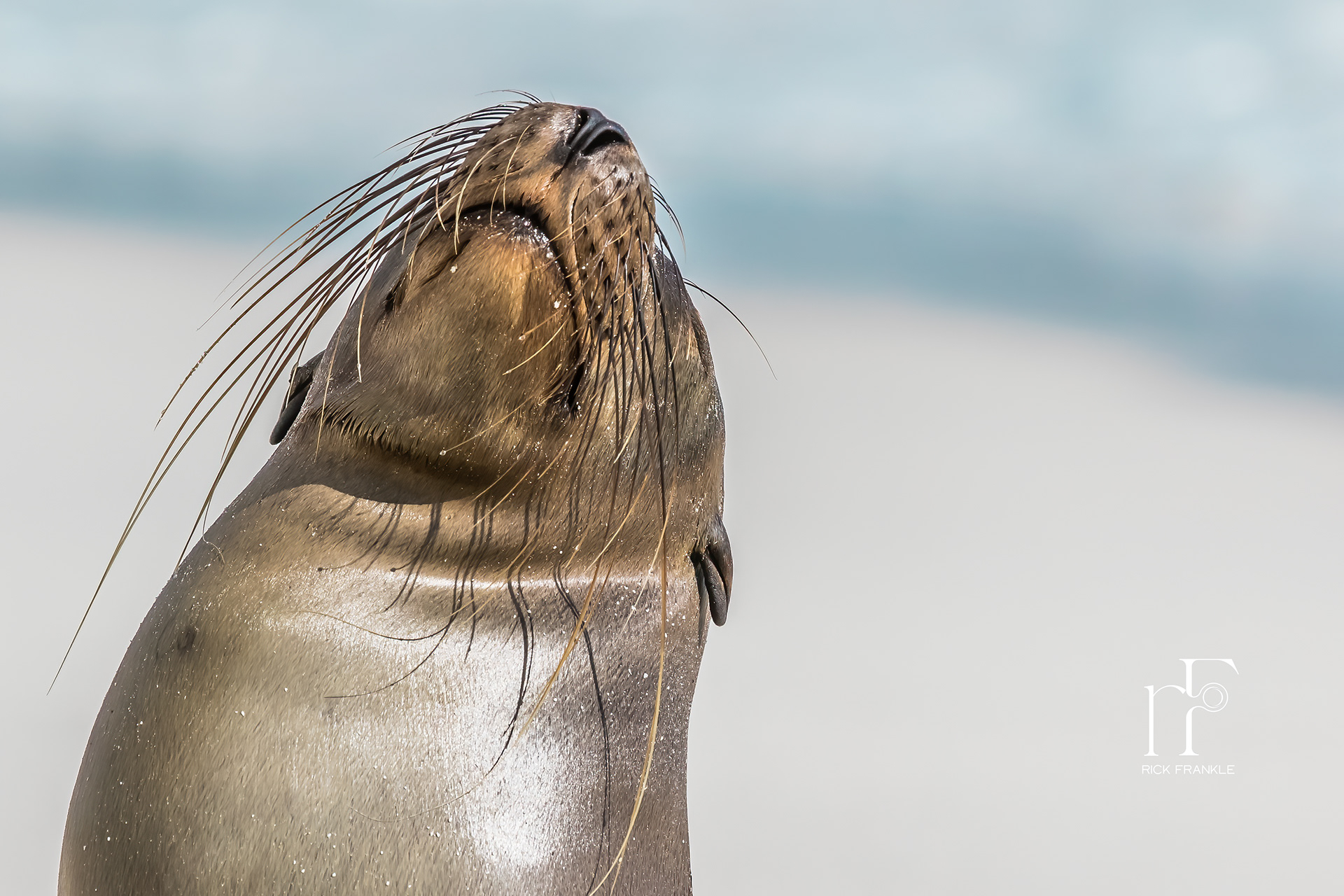 SEAL [GARDNER BAY, ESPAÑOLA]