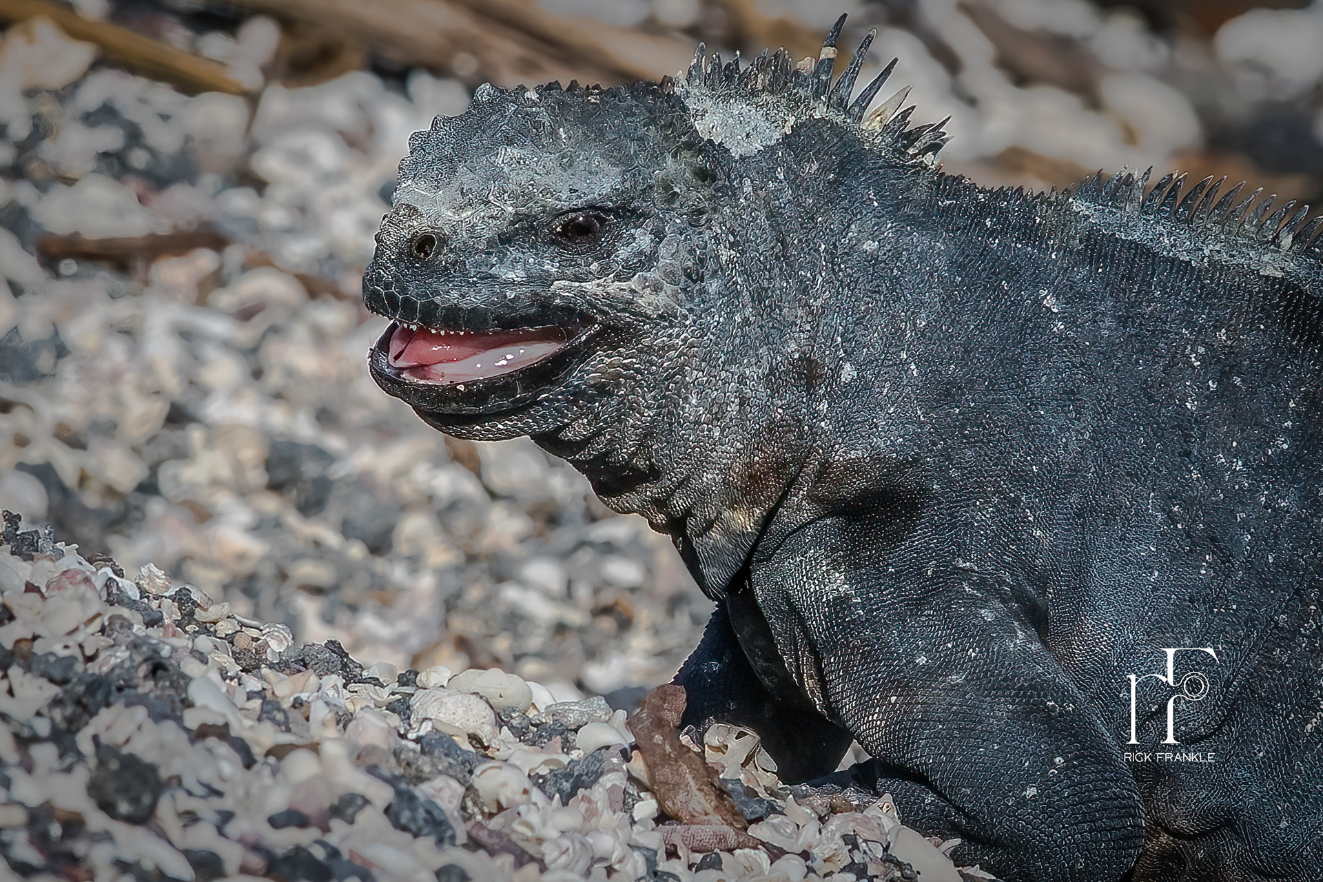 MARINE IGUANA [ESPINOSA POINT]