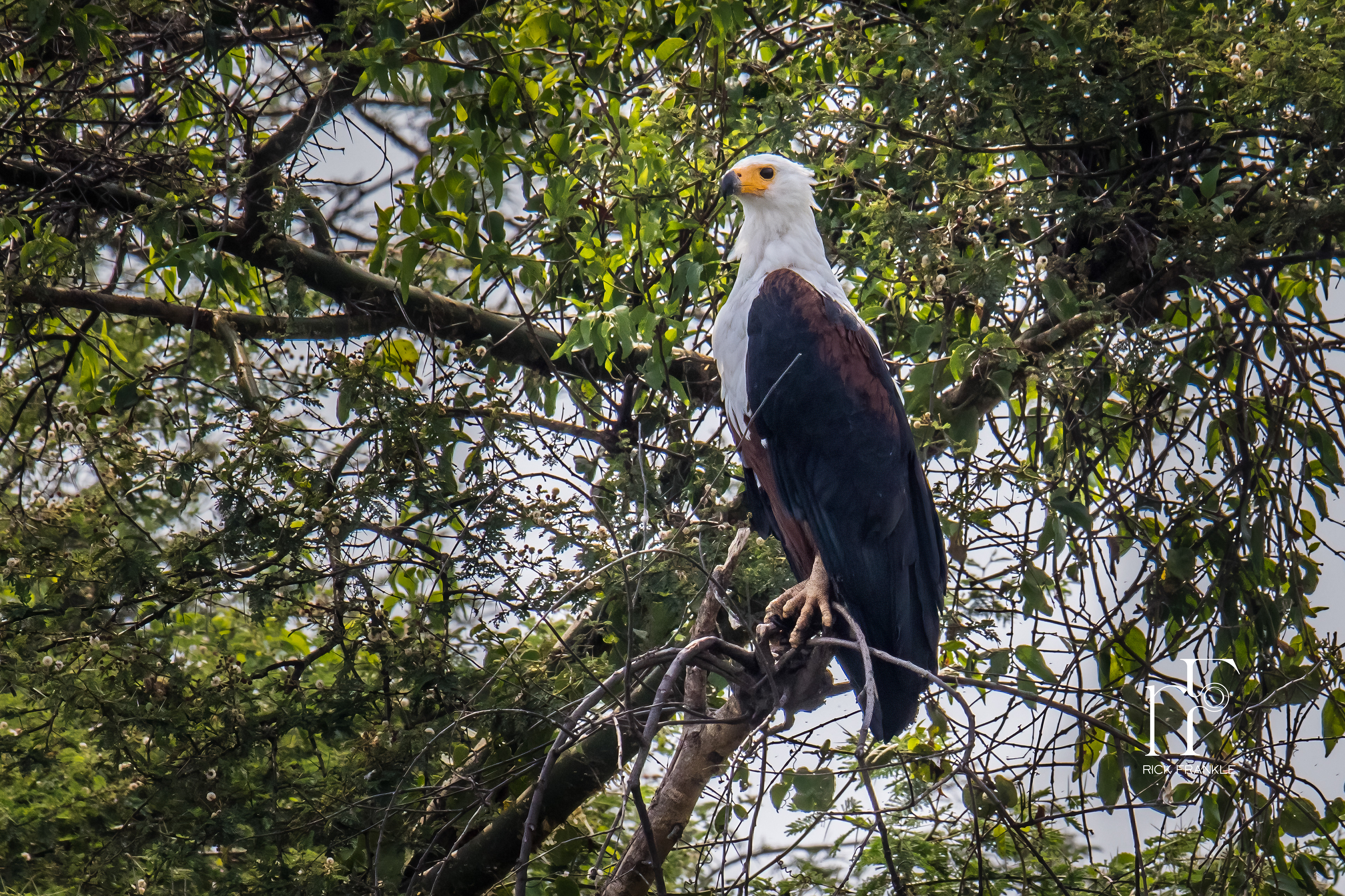 AFRICAN FISH EAGLE [KAZINGA CHANNEL]
