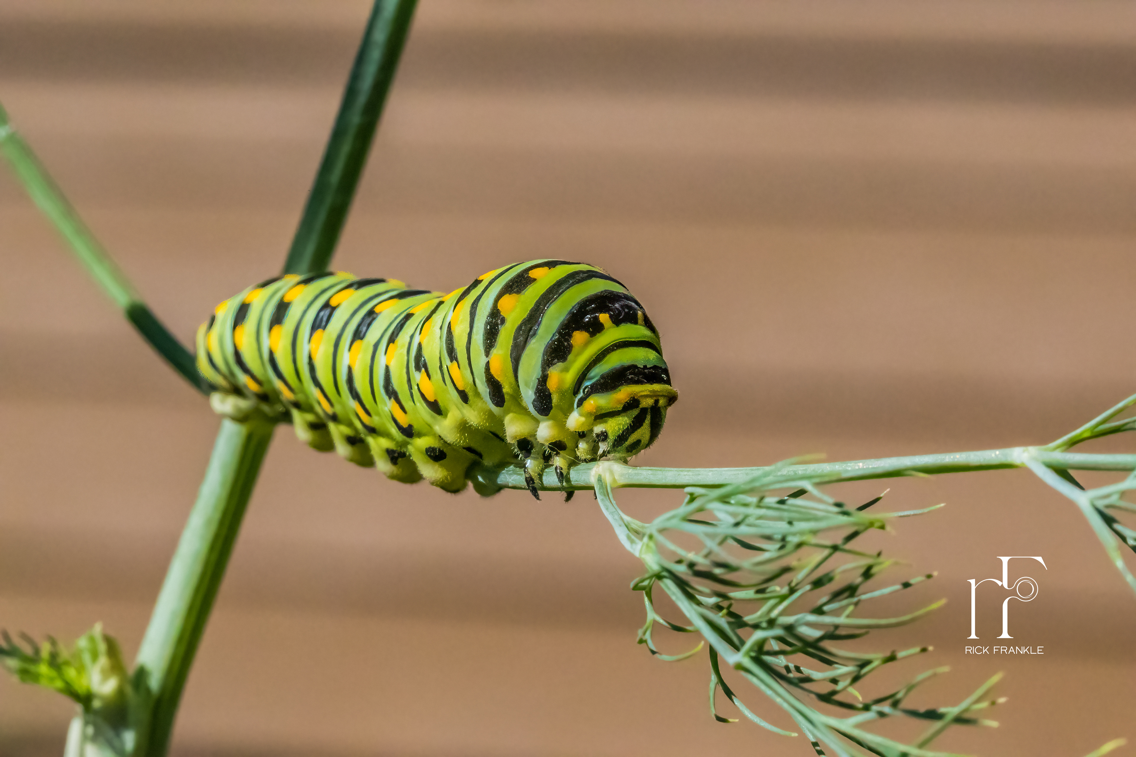 SWALLOWTAIL CATERPILLAR