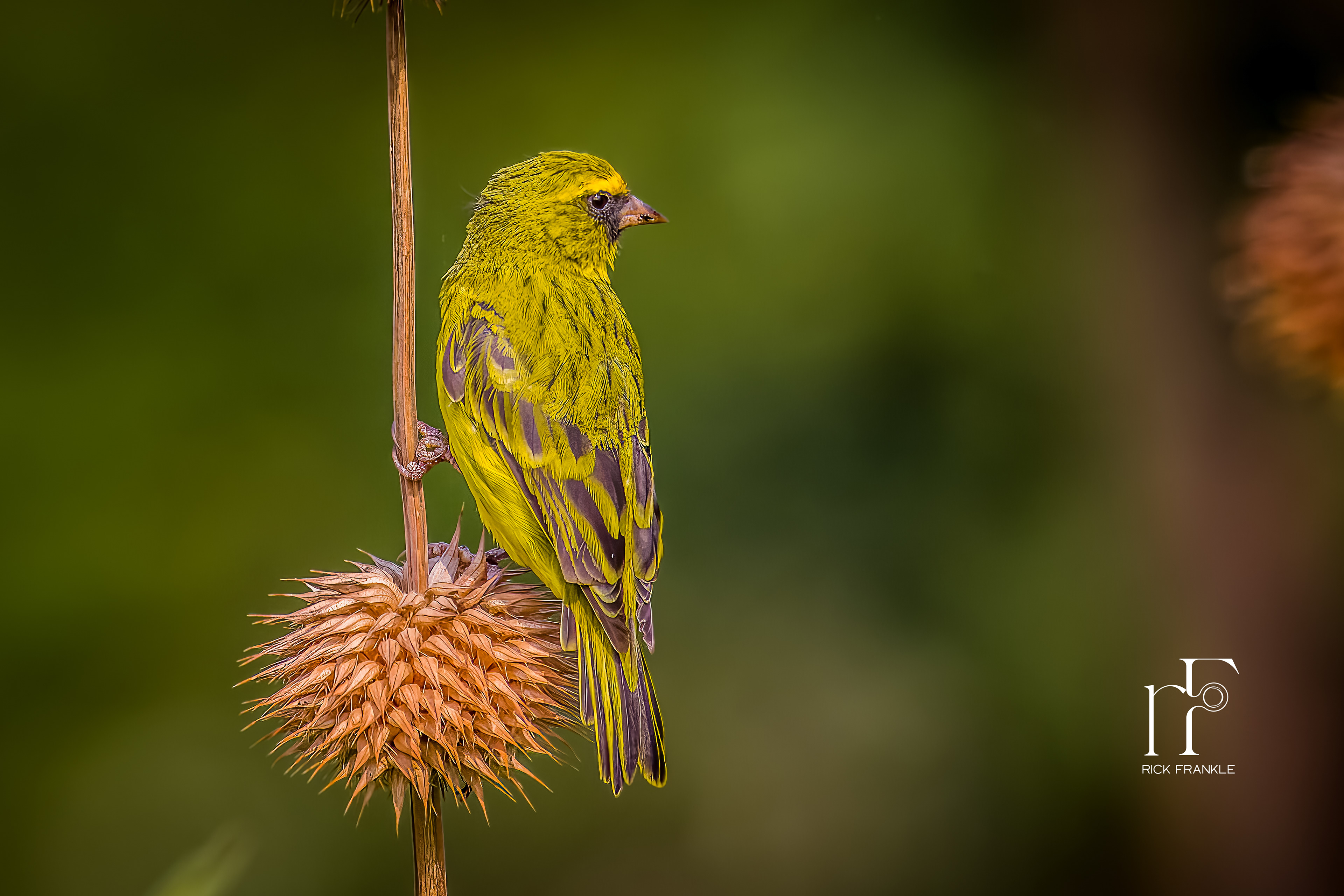 BRIMSTONE CANARY [VIRUNGA]