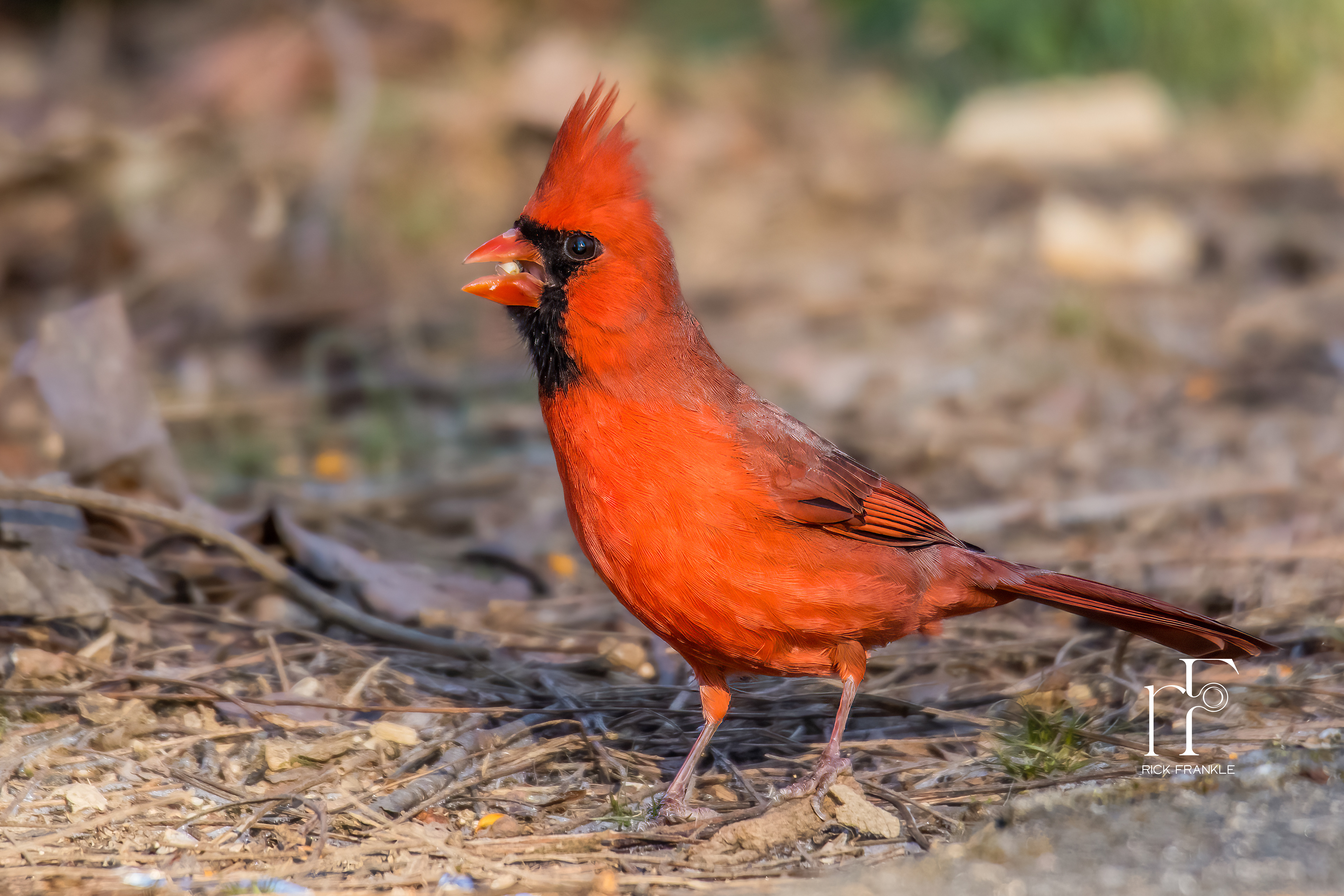 NORTHERN CARDINAL