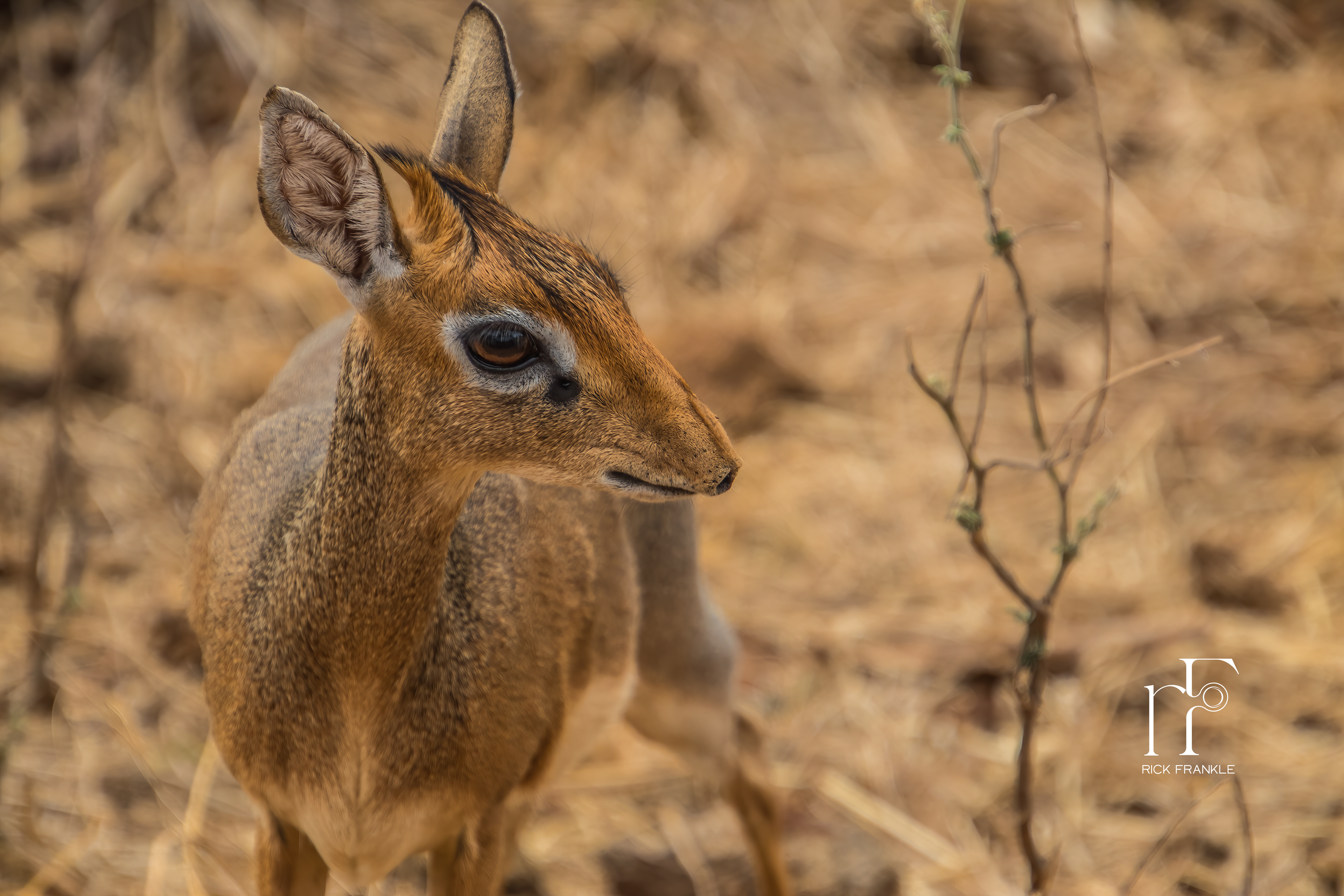 KIRK’S DIK DIK [TARANGIRE]