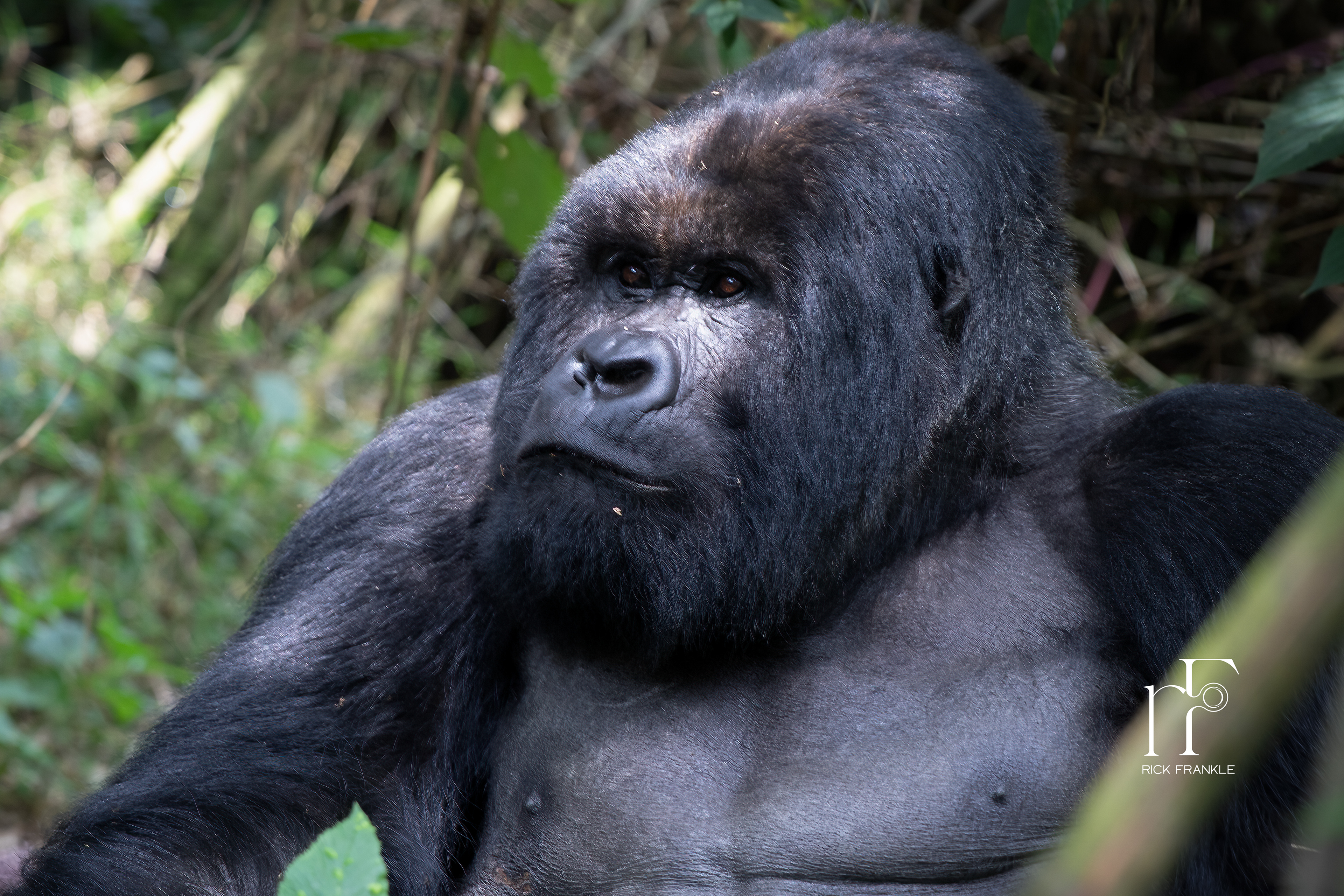 VOLCANOES NATIONAL PARK [RWANDA]