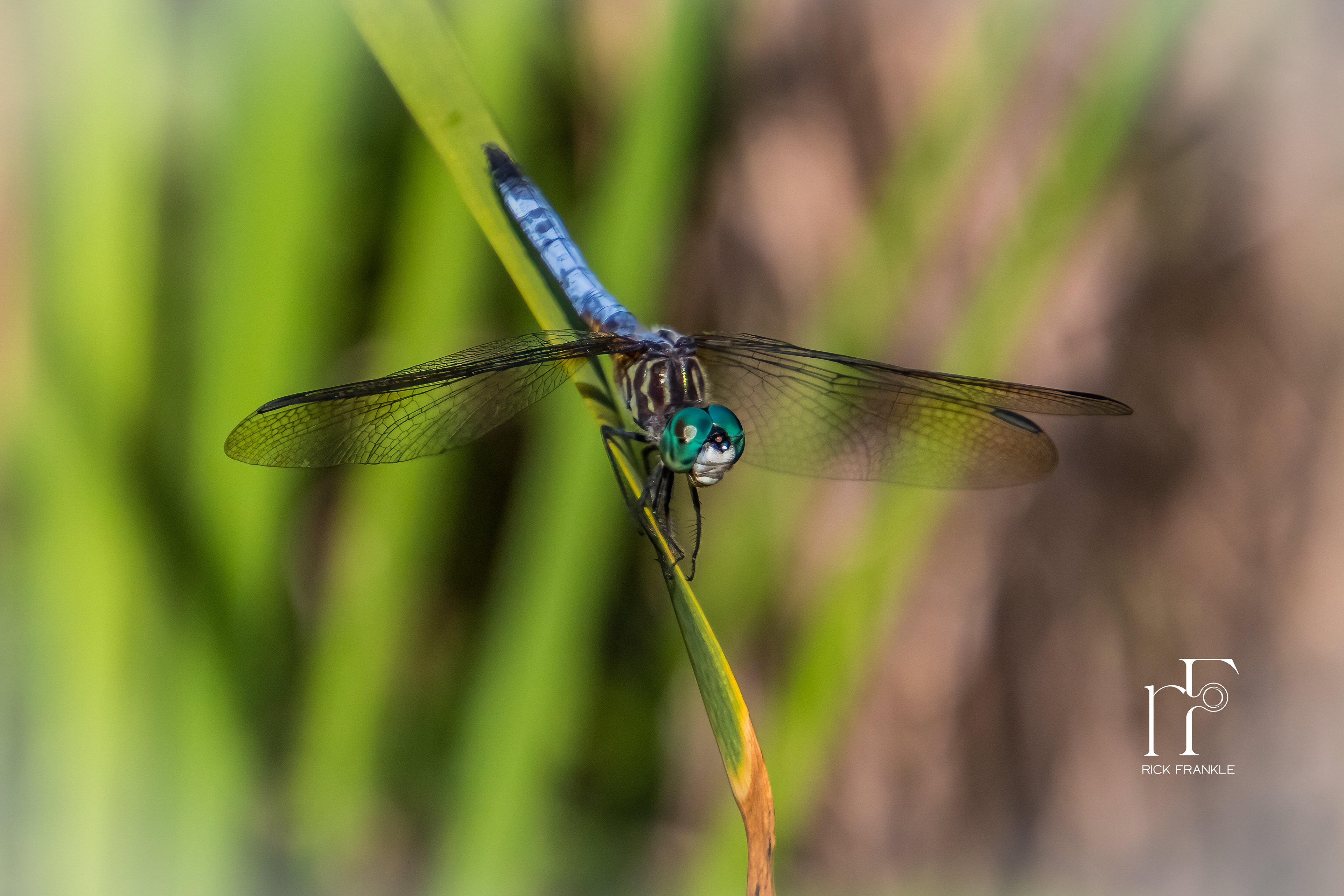 MALE EASTERN PONDHAWK