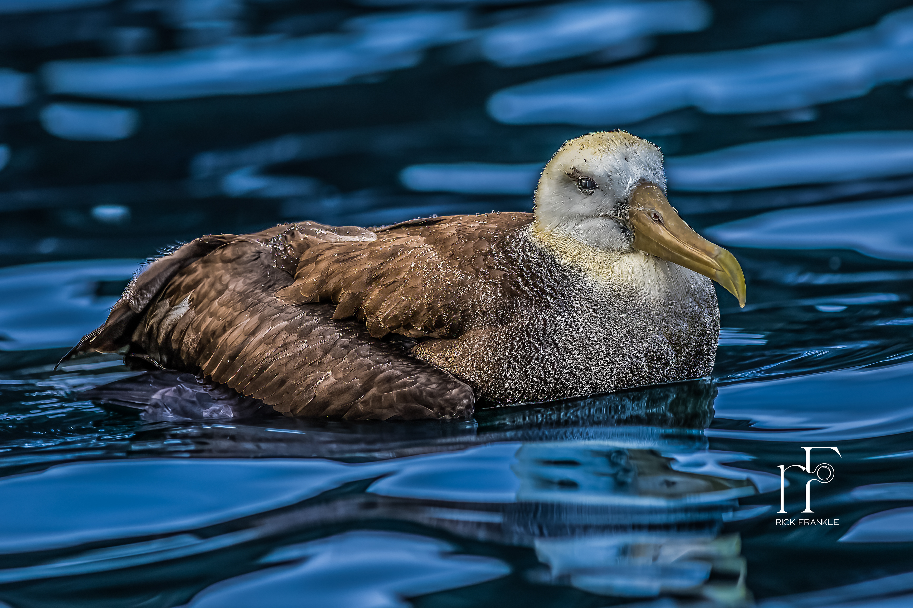 WAVED ALBATROSS [TAGUS COVE]