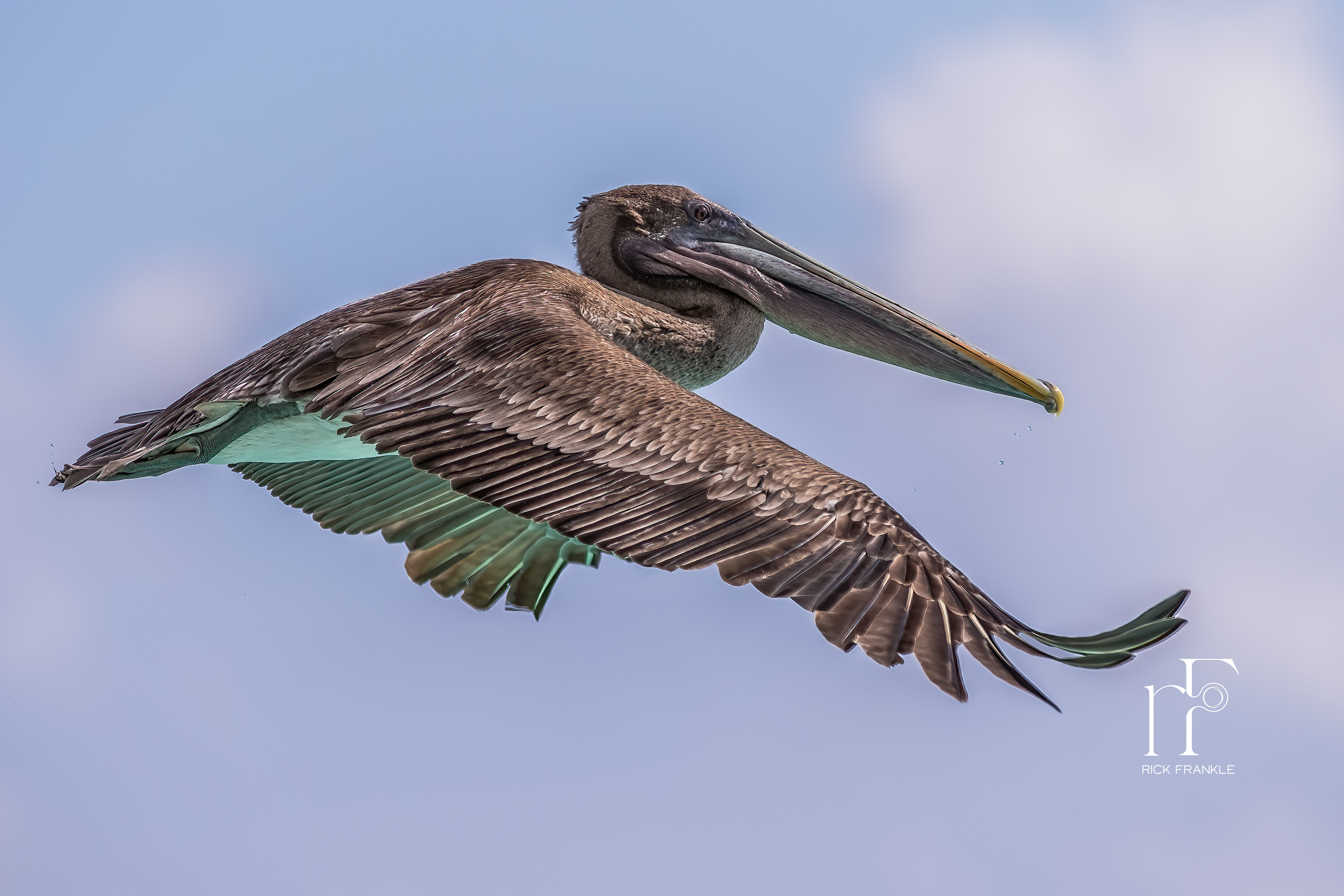 PELICAN [GARDNER BAY]