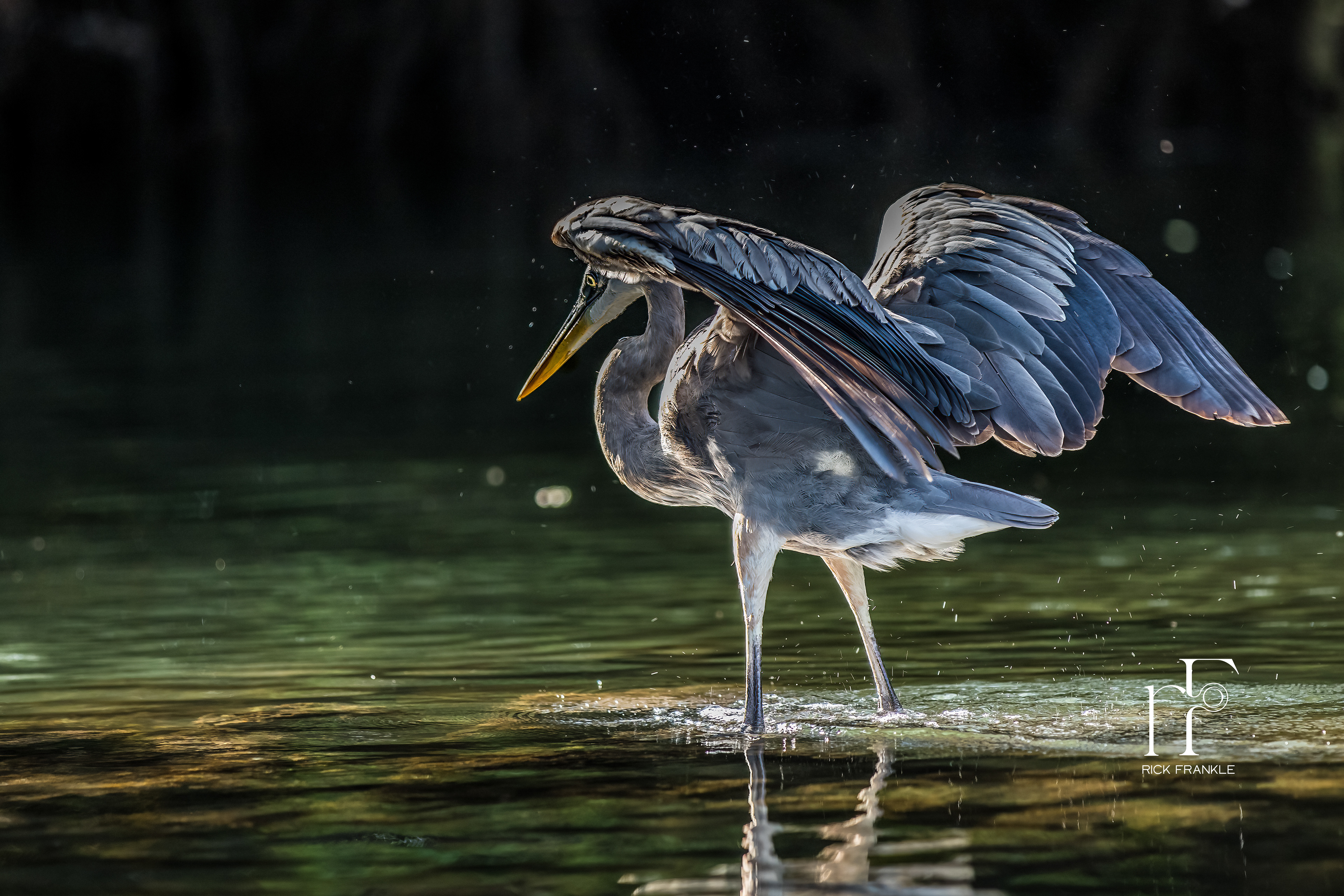 GREAT BLUE HERON [BLACK TURTLE COVE]