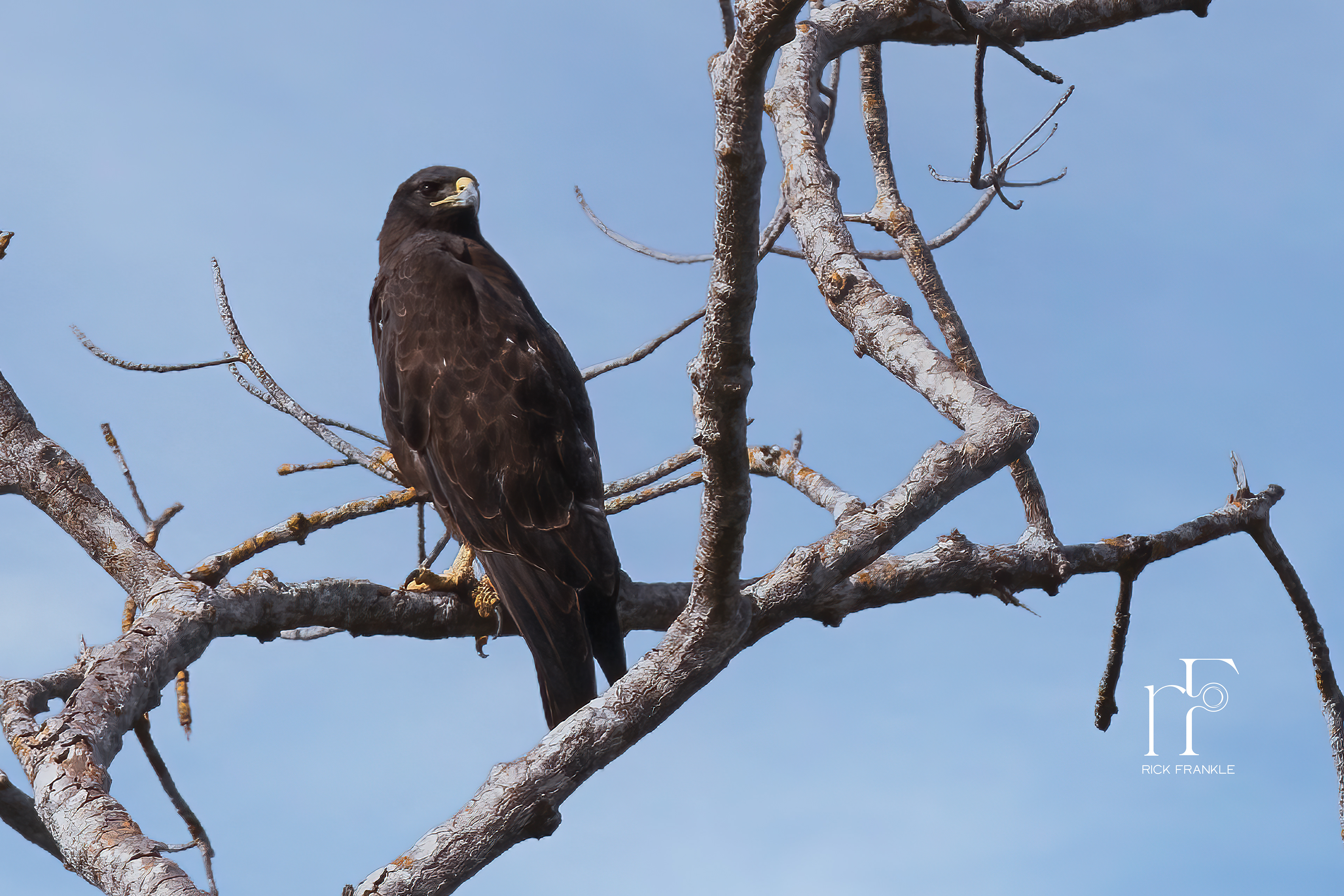 GALÁPAGOS HAWK [ESPINOSA POINT]