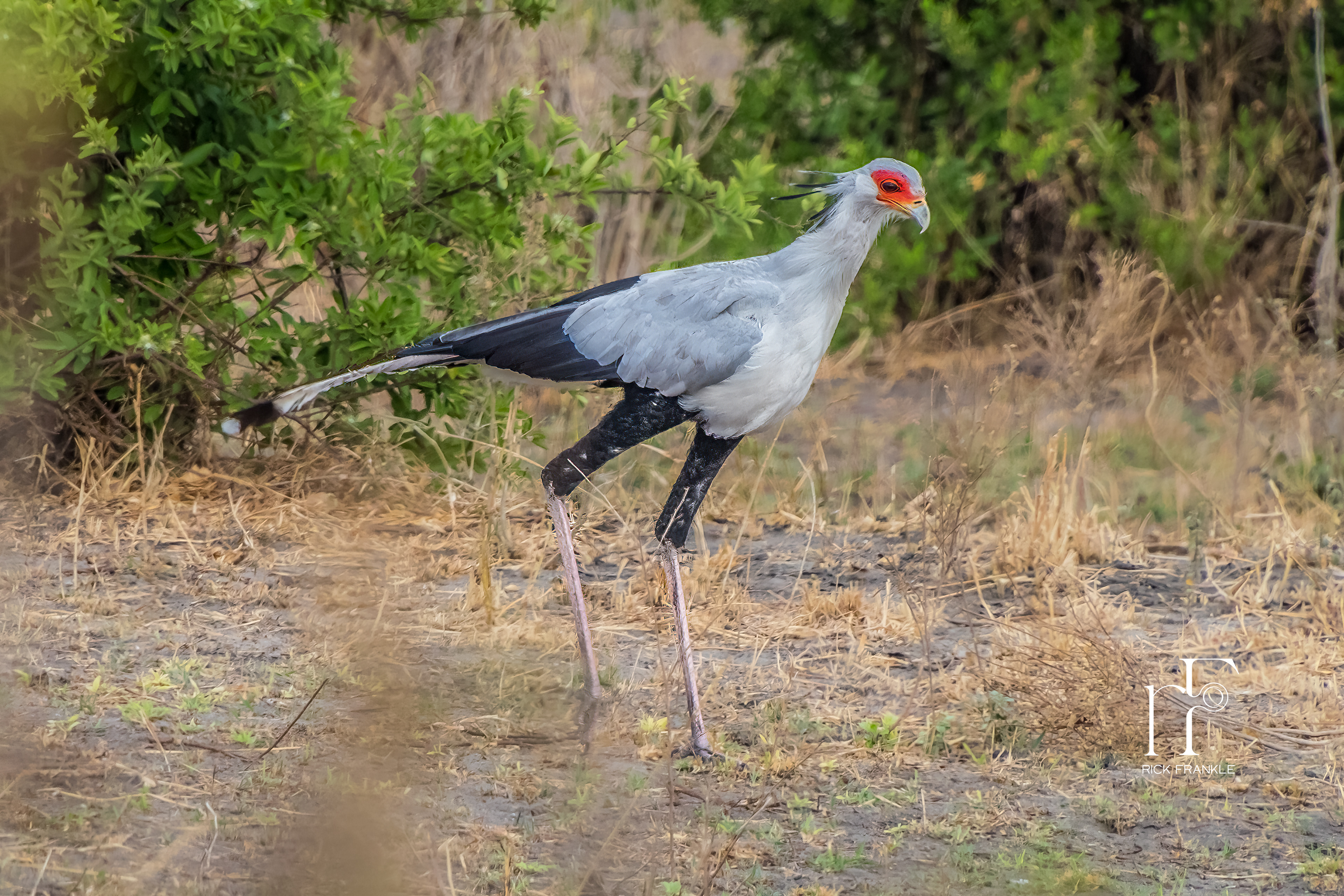 SECRETARY BIRD [NGORONGORO CRATER]