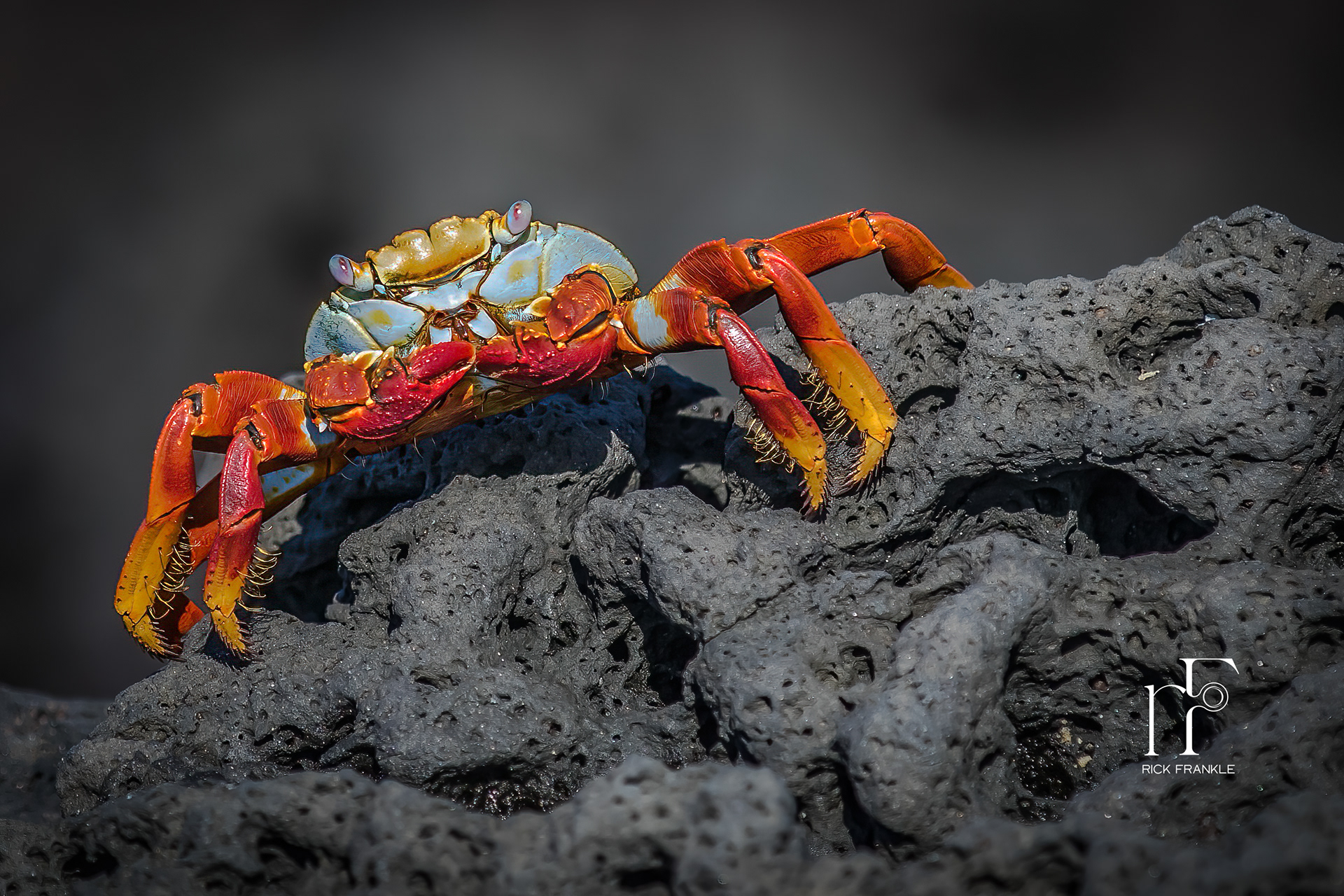 SALLY LIGHTFOOT CRAB [EAGAS POINT]