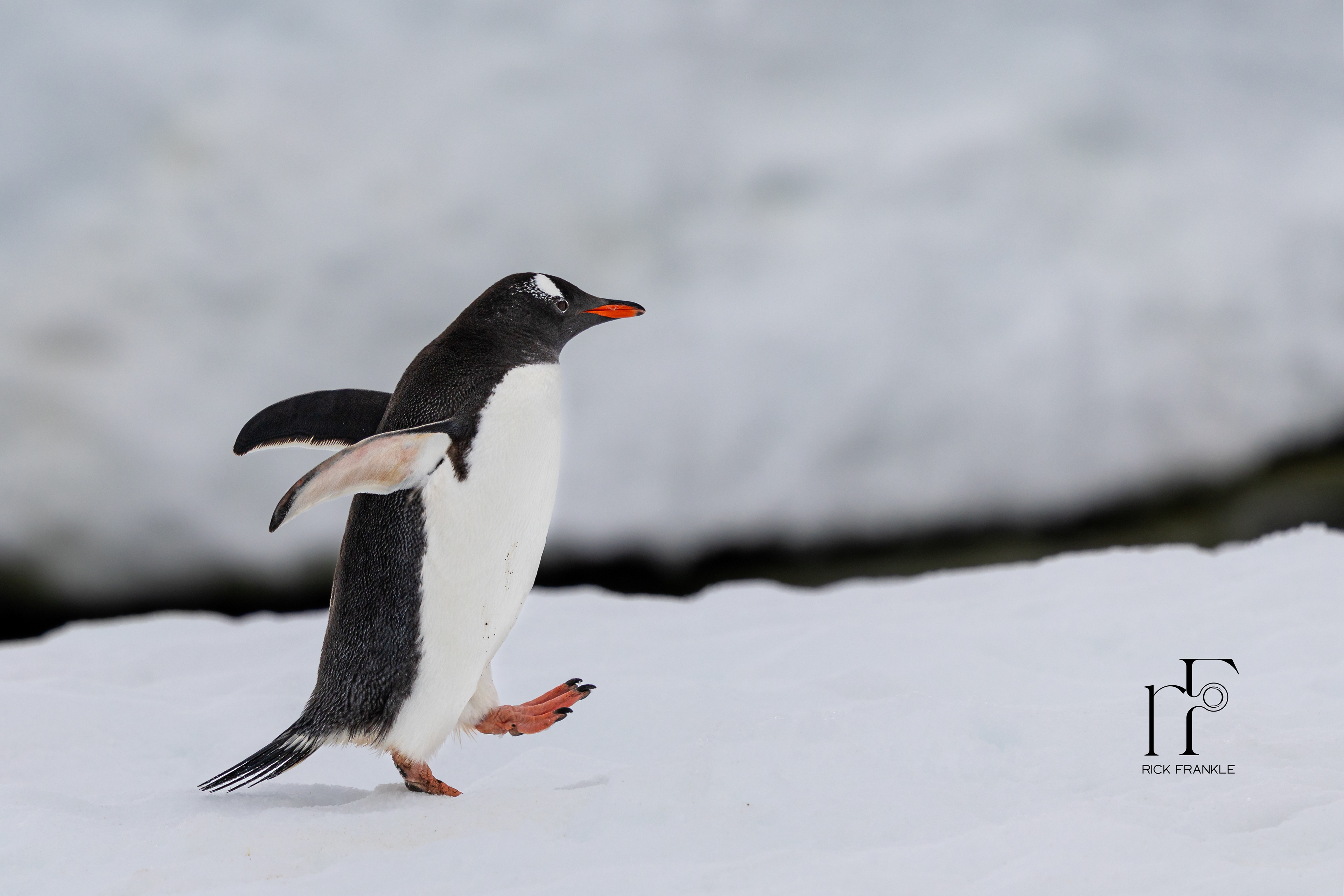 GENTOO PENGUIN [LEMAIRE CHANNEL]