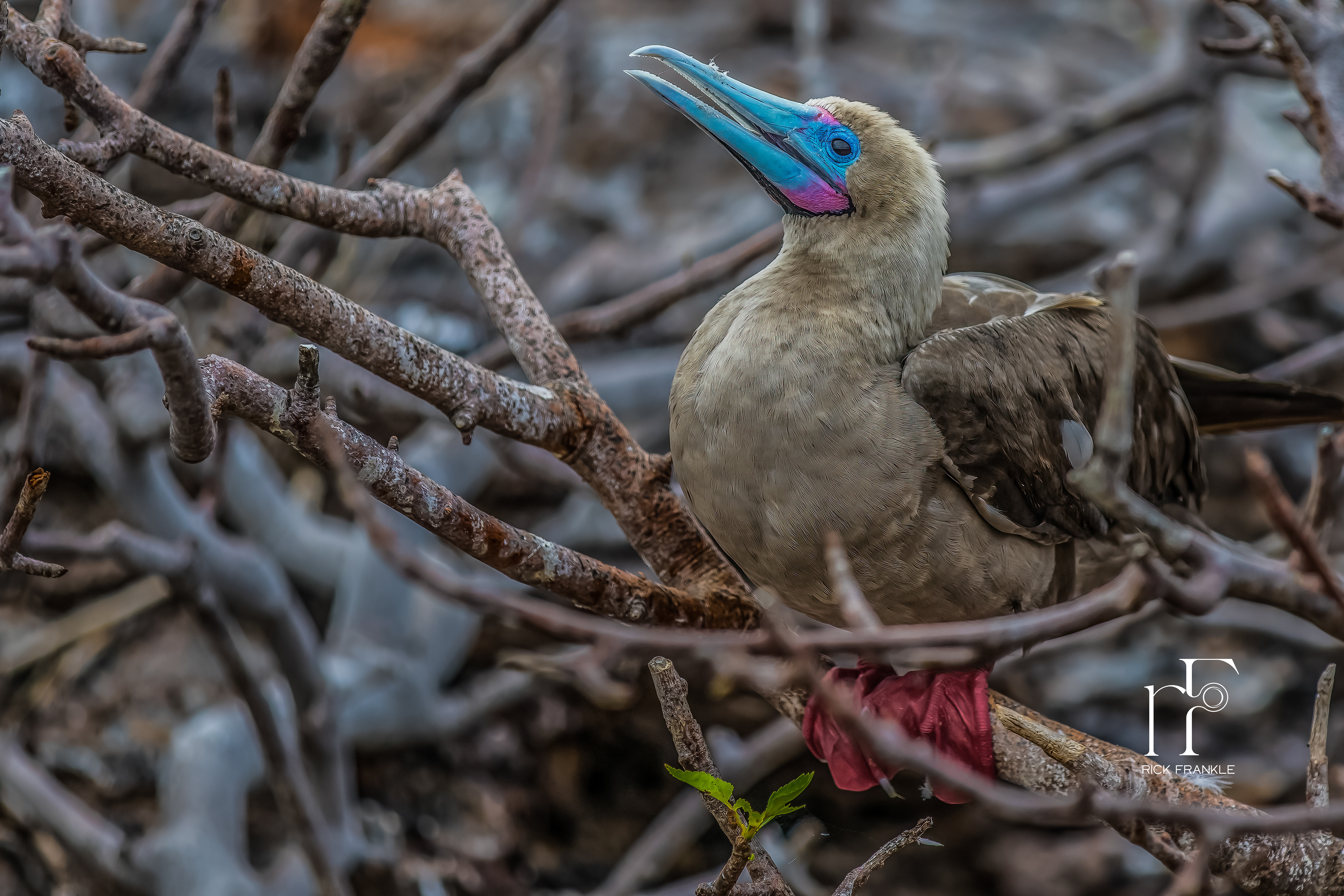 RED FOOTED BOOBY [PRINCE PHILLIPS STEPS]