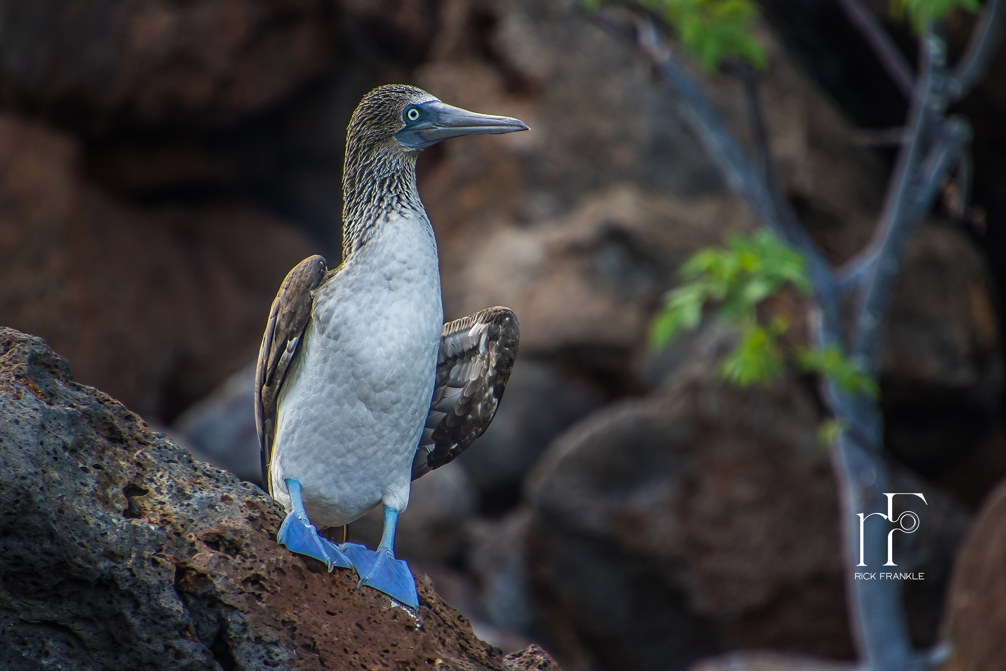 BLUE FOOTED BOOBY [SUAREZ POINT]