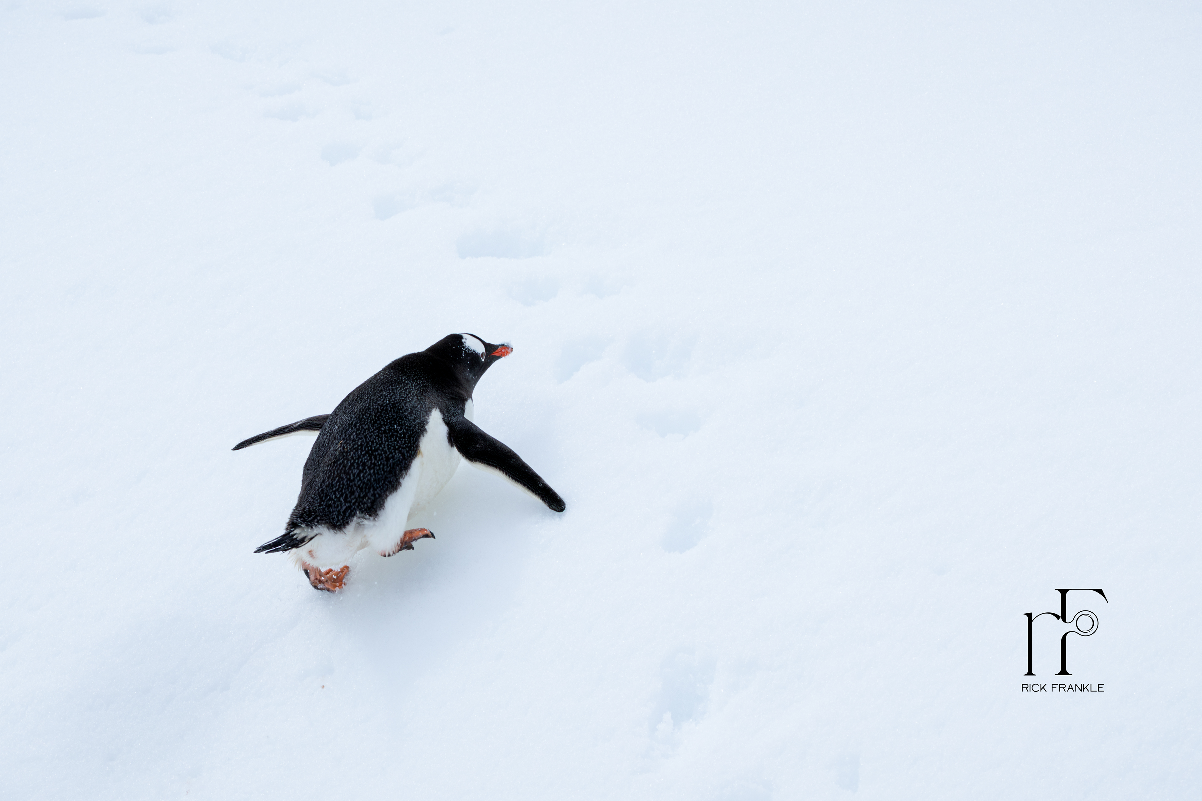 GENTOO PENGUIN [MIKKELSON HARBOUR]