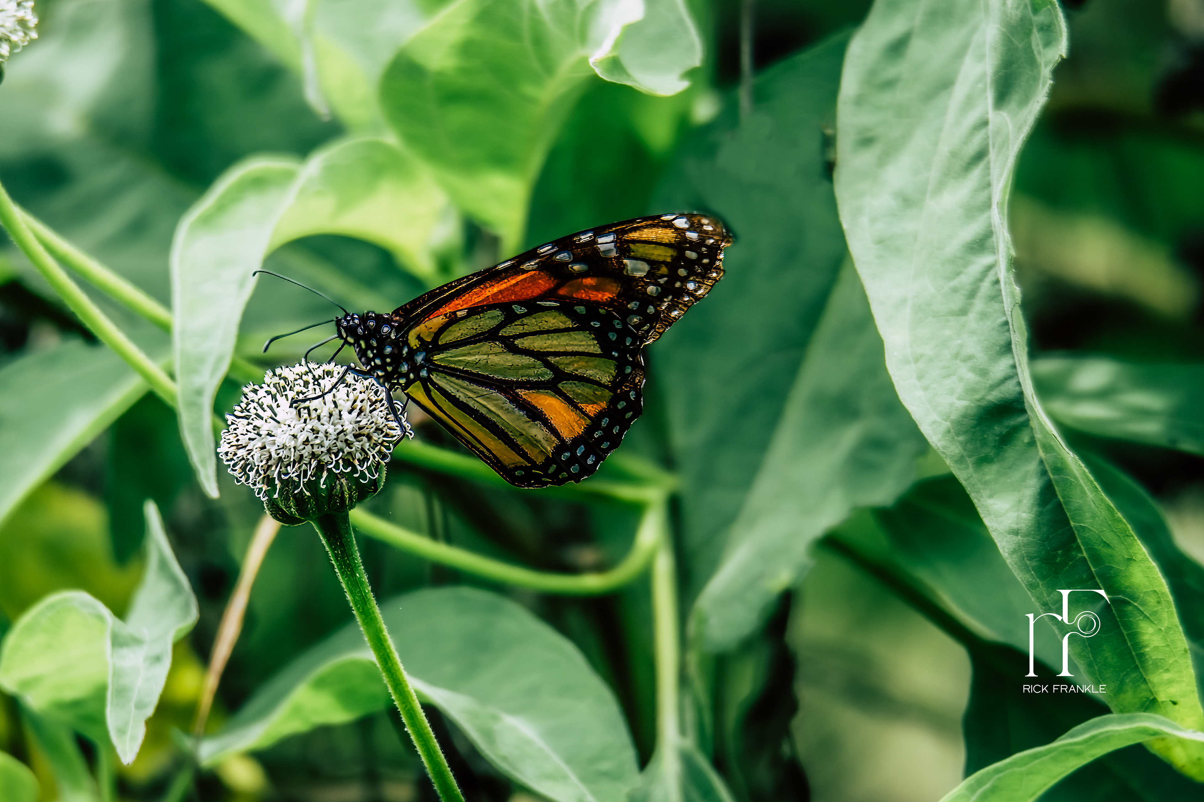 MONARCH BUTTERFLY [SANTA CRUZ]