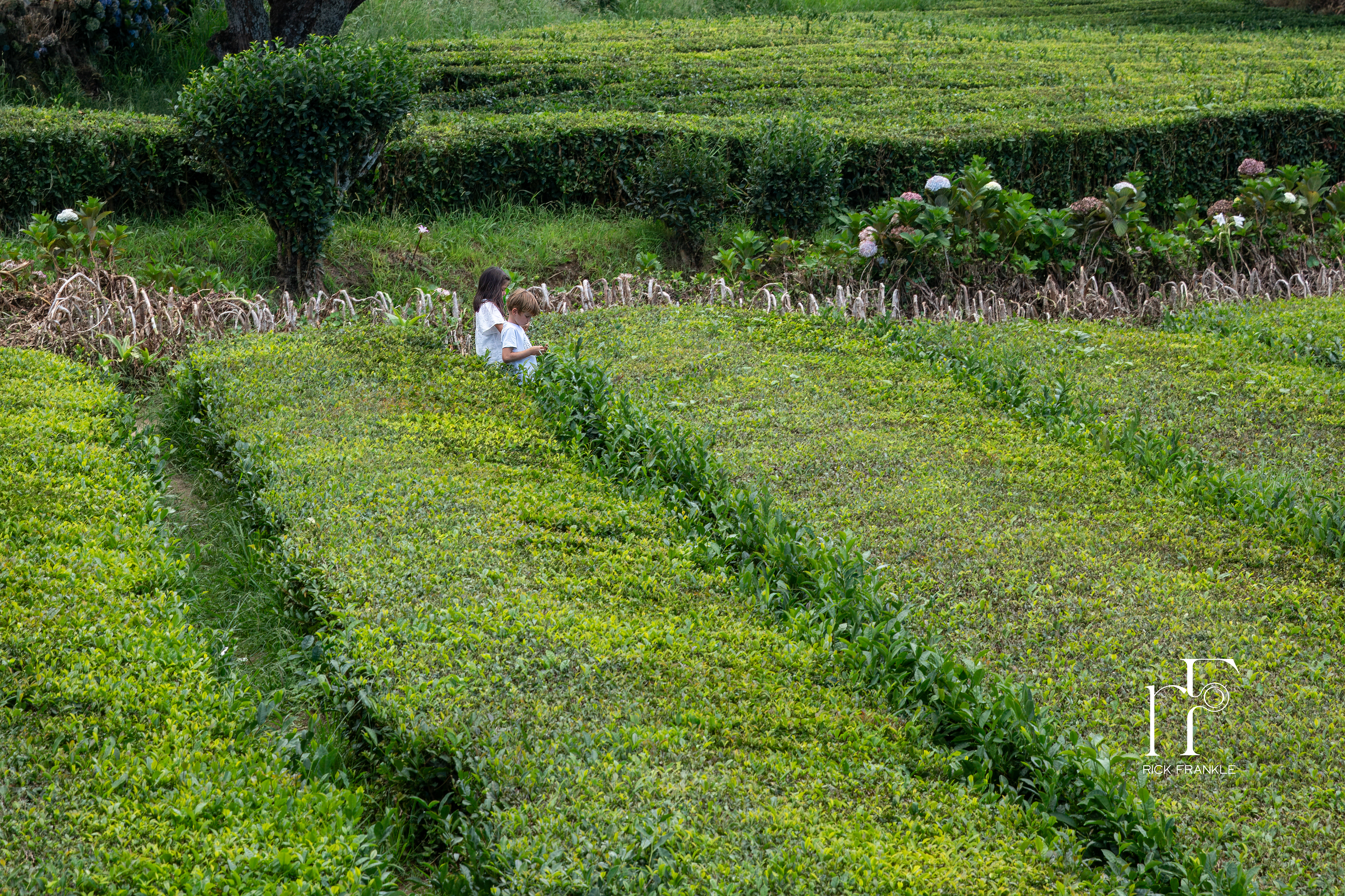 GORREANA TEA FACTORY