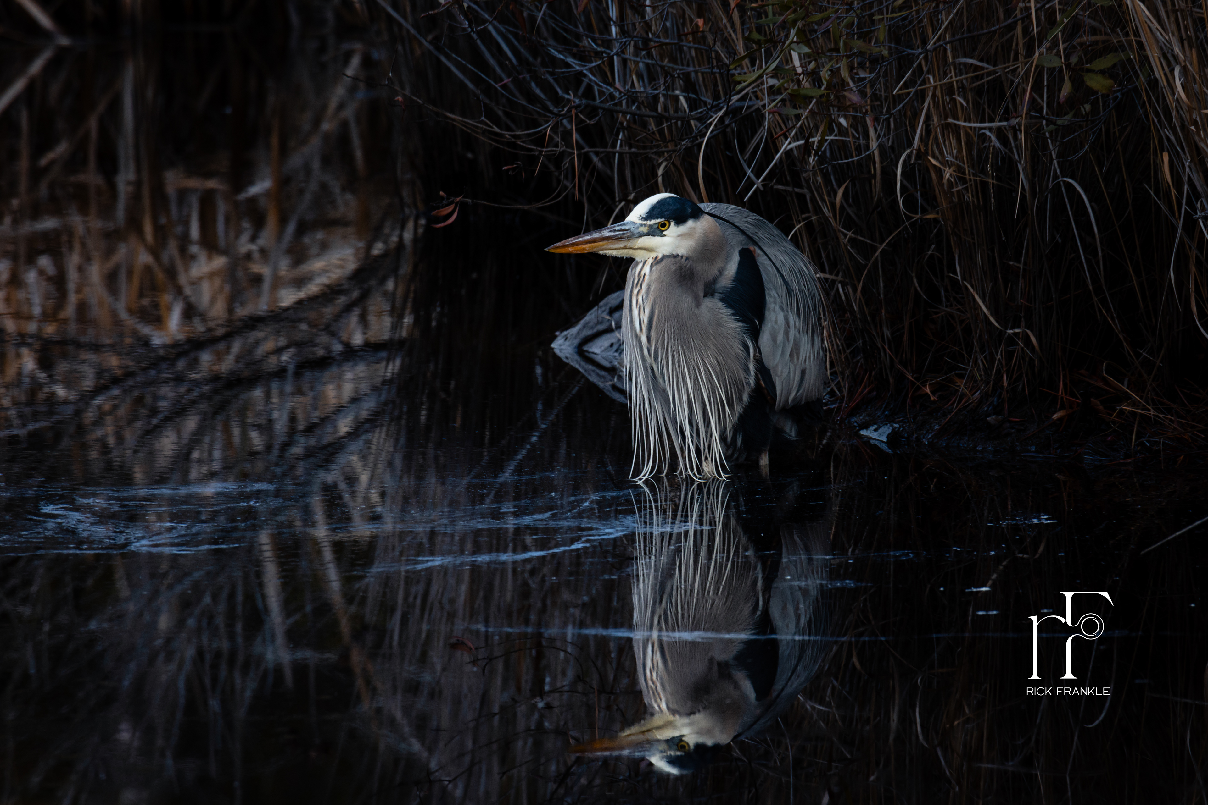GREAT BLUE HERON [BLACKWATER NATIONAL WILDLIFE REFUGE]