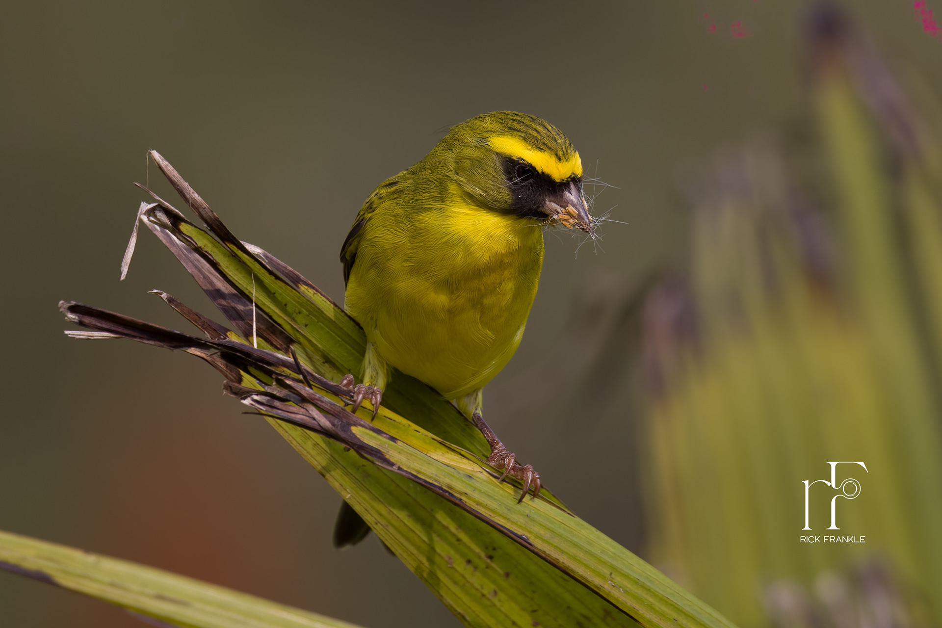 BRIMSTONE CANARY [VIRUNGA]