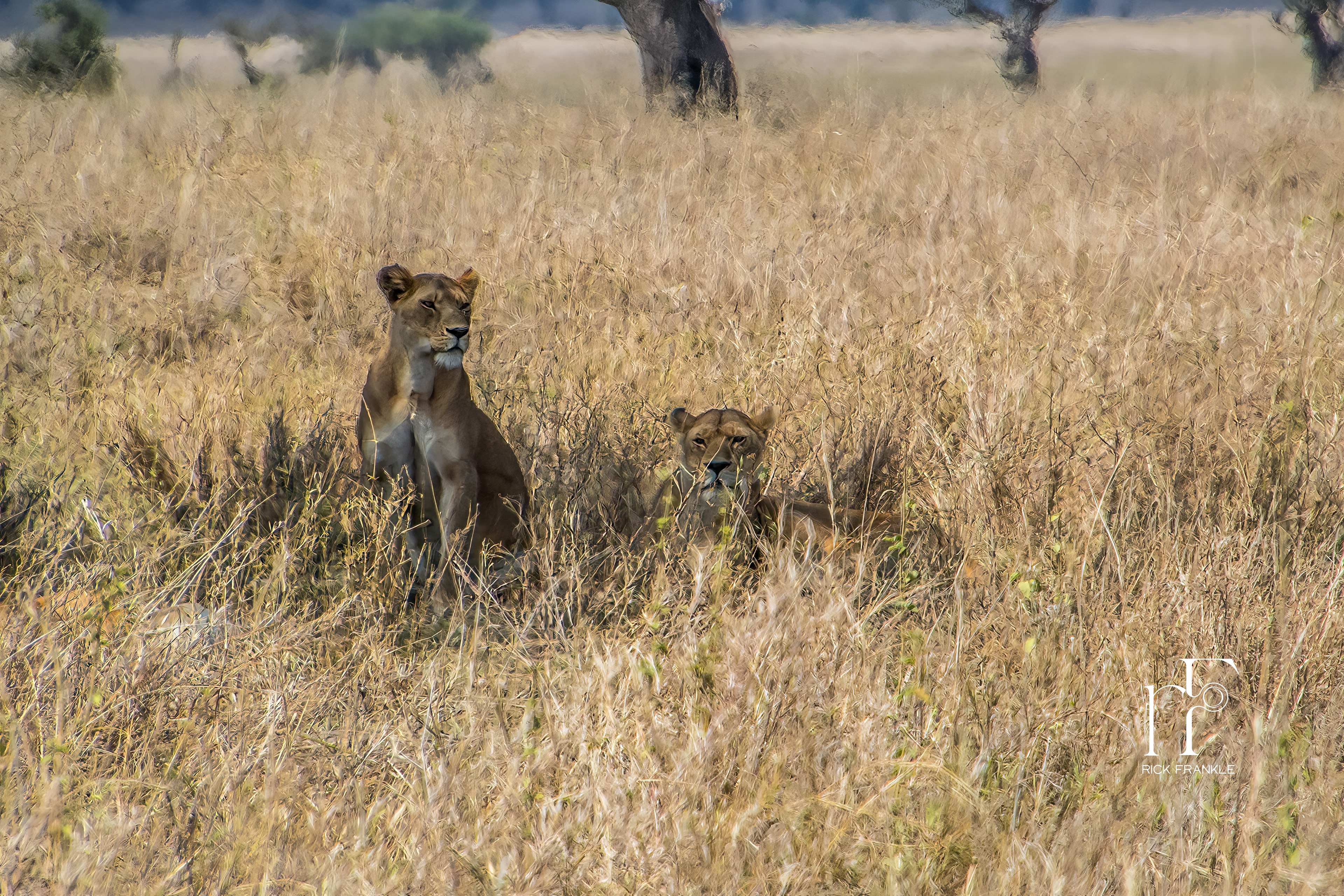 LIONESS PRIDE [SERENGETI]