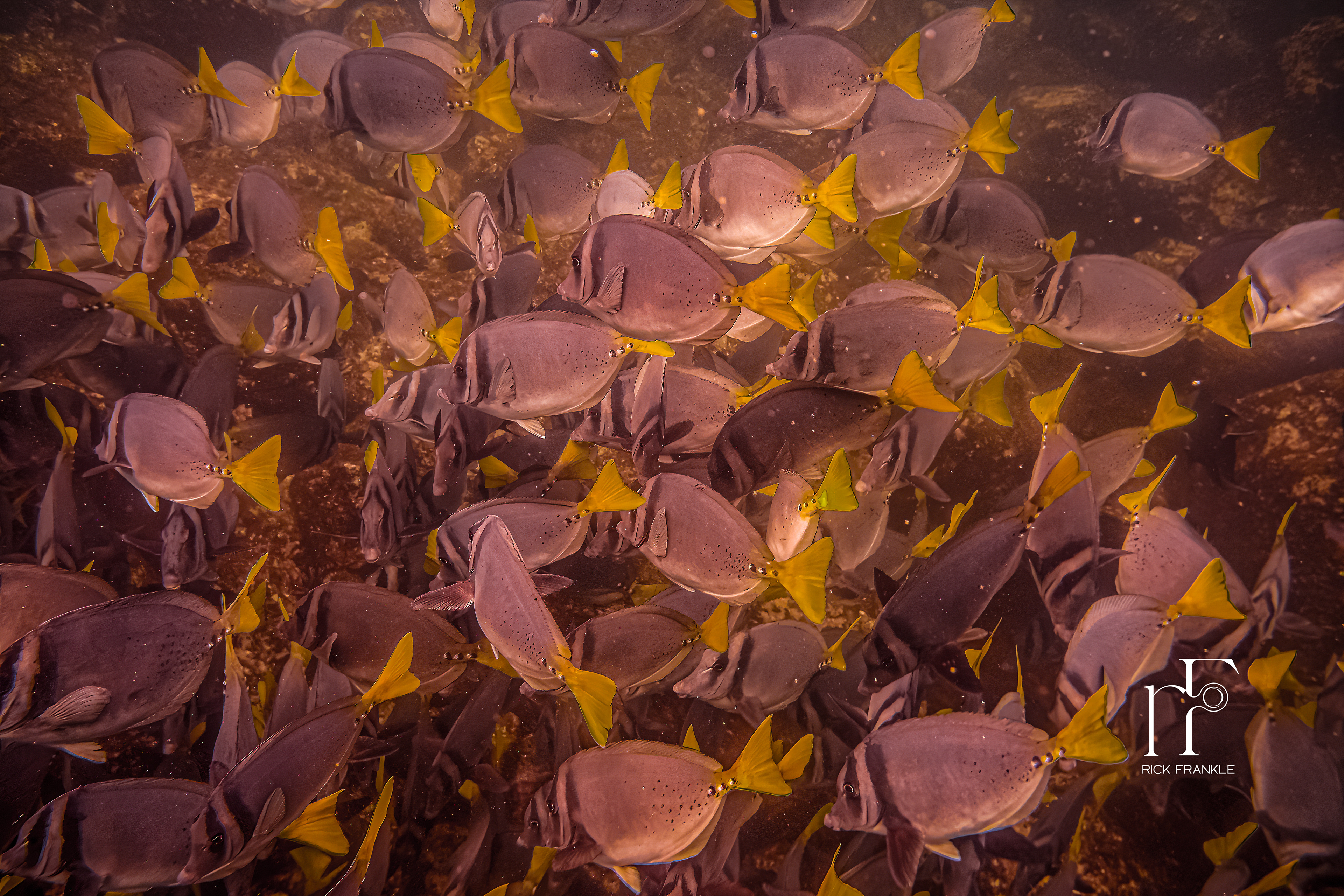 YELLOWTAILED SURGEONFISH [DARWIN BAY]