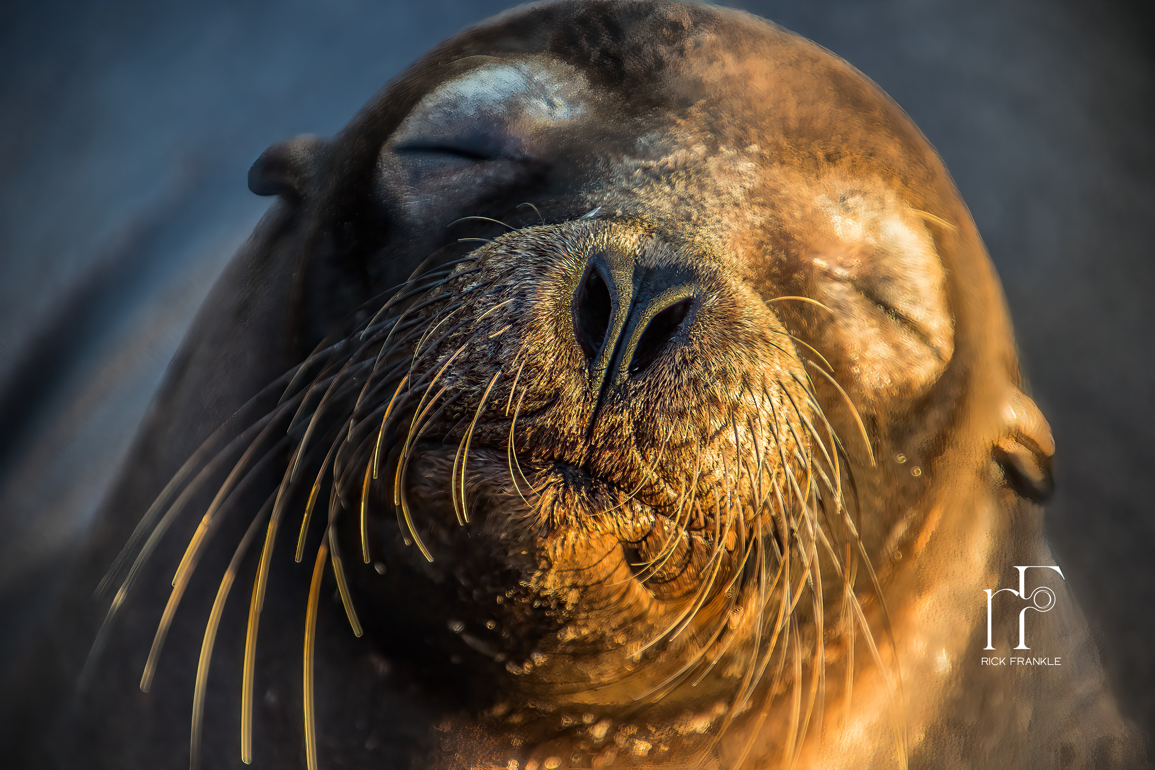 SEAL [SAN CRISTÓBAL ISLAND]