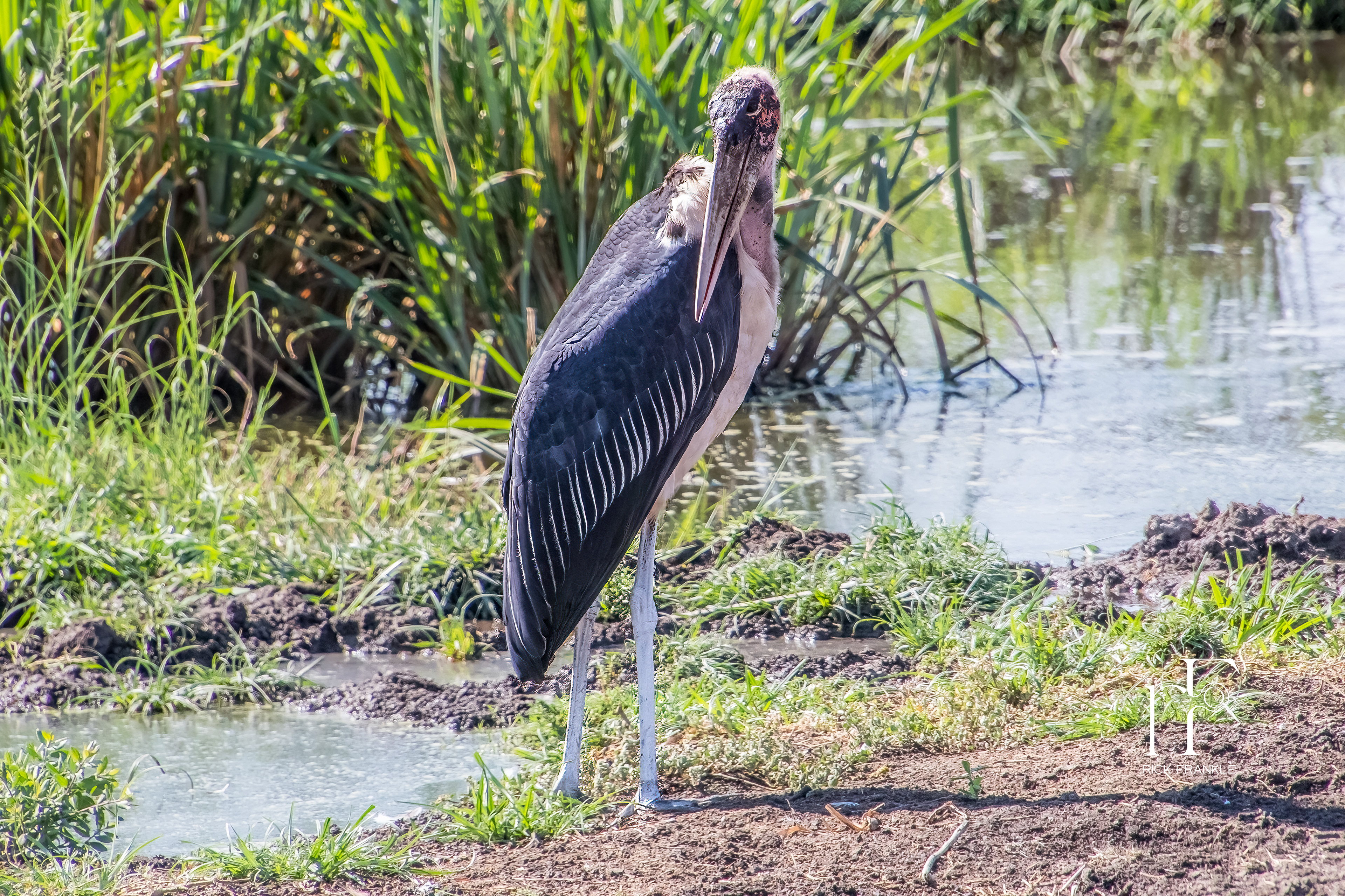 MARABOU STORK [SERENGETI]