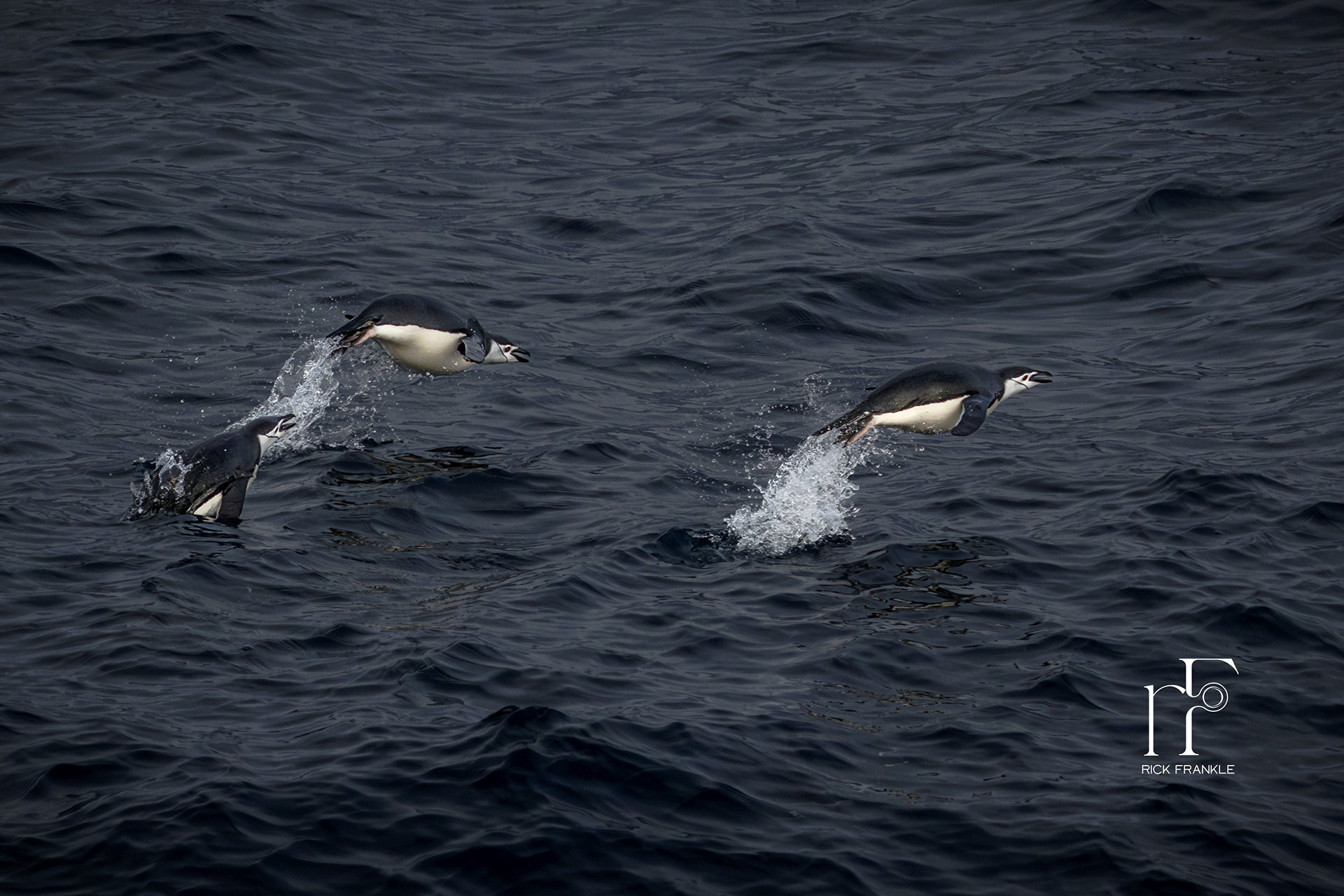 CHINSTRAP PENGUINS [DRAKE PASSAGE]