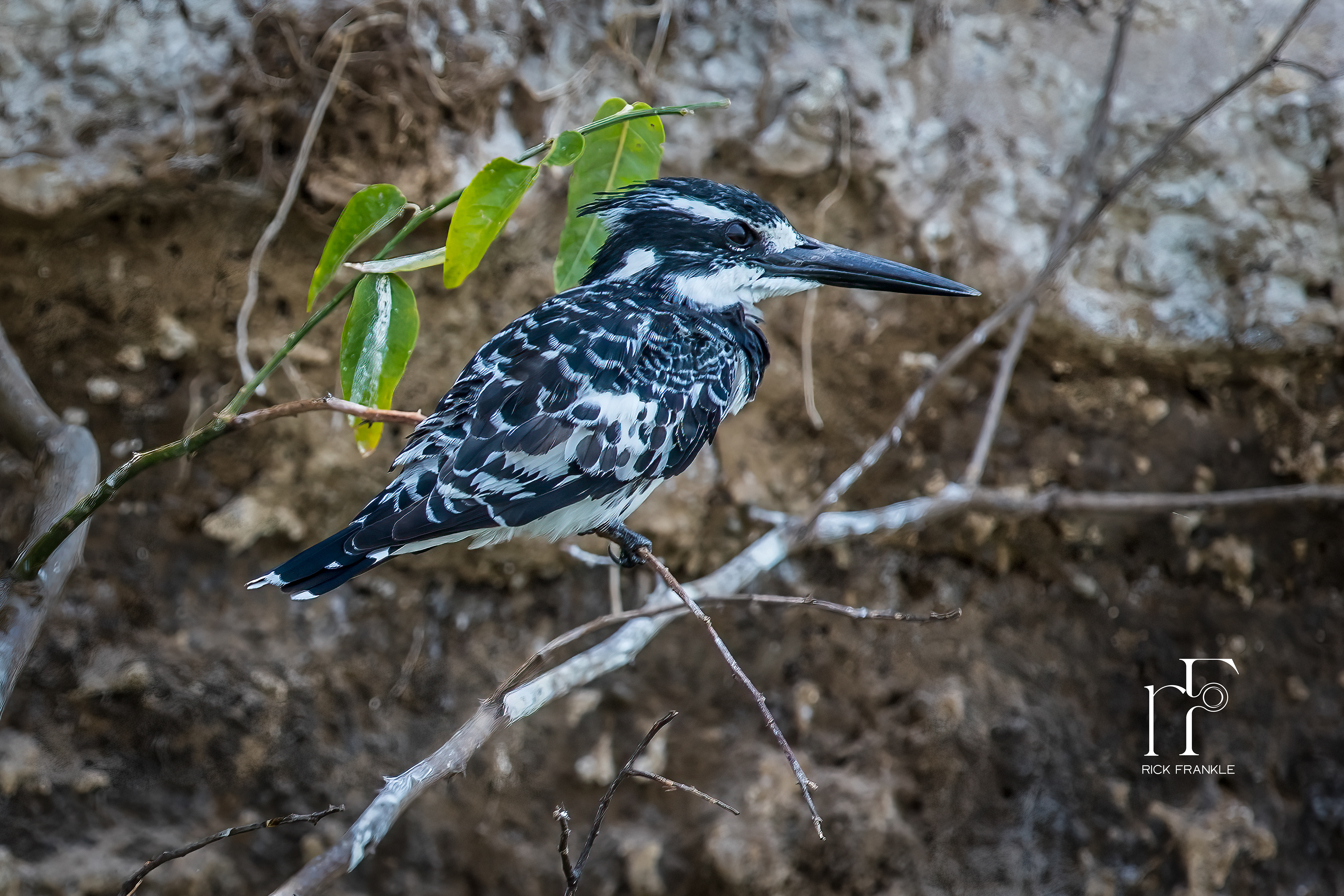 PIED KINGFISHER [KAZINGA CHANNEL]