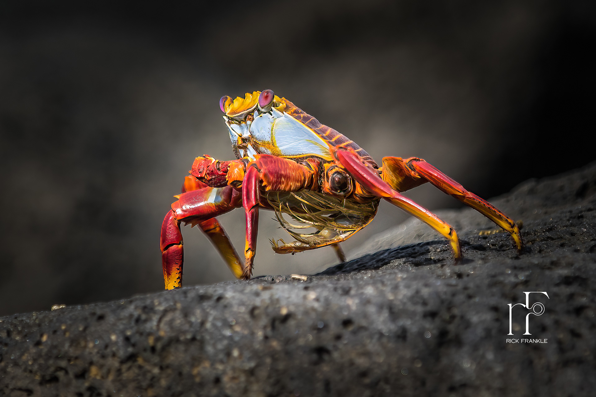 SALLY LIGHTFOOT CRAB [POST OFFICE BAY]