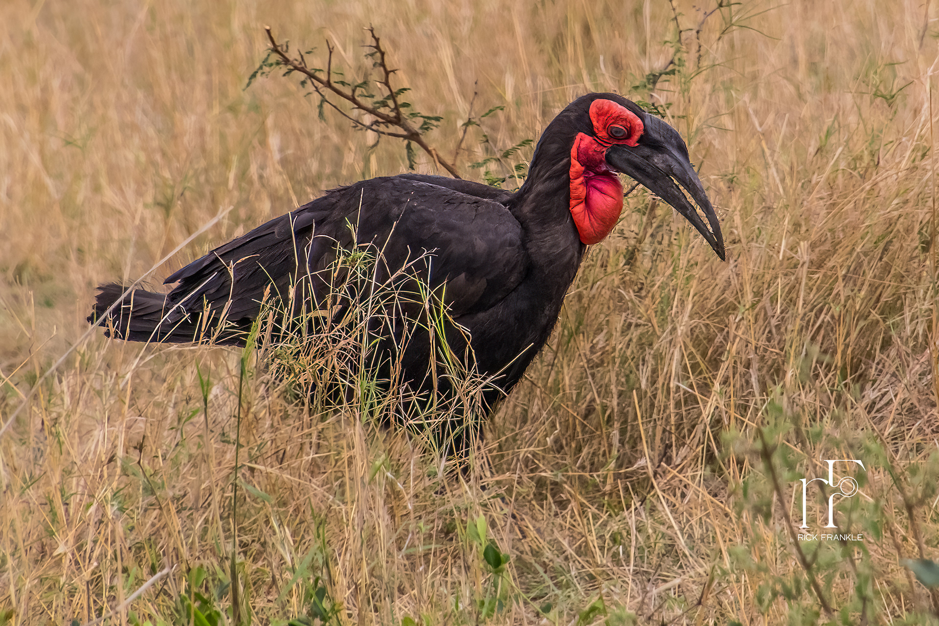 SOUTHERN GROUND HORNBILL [SERENGETI]