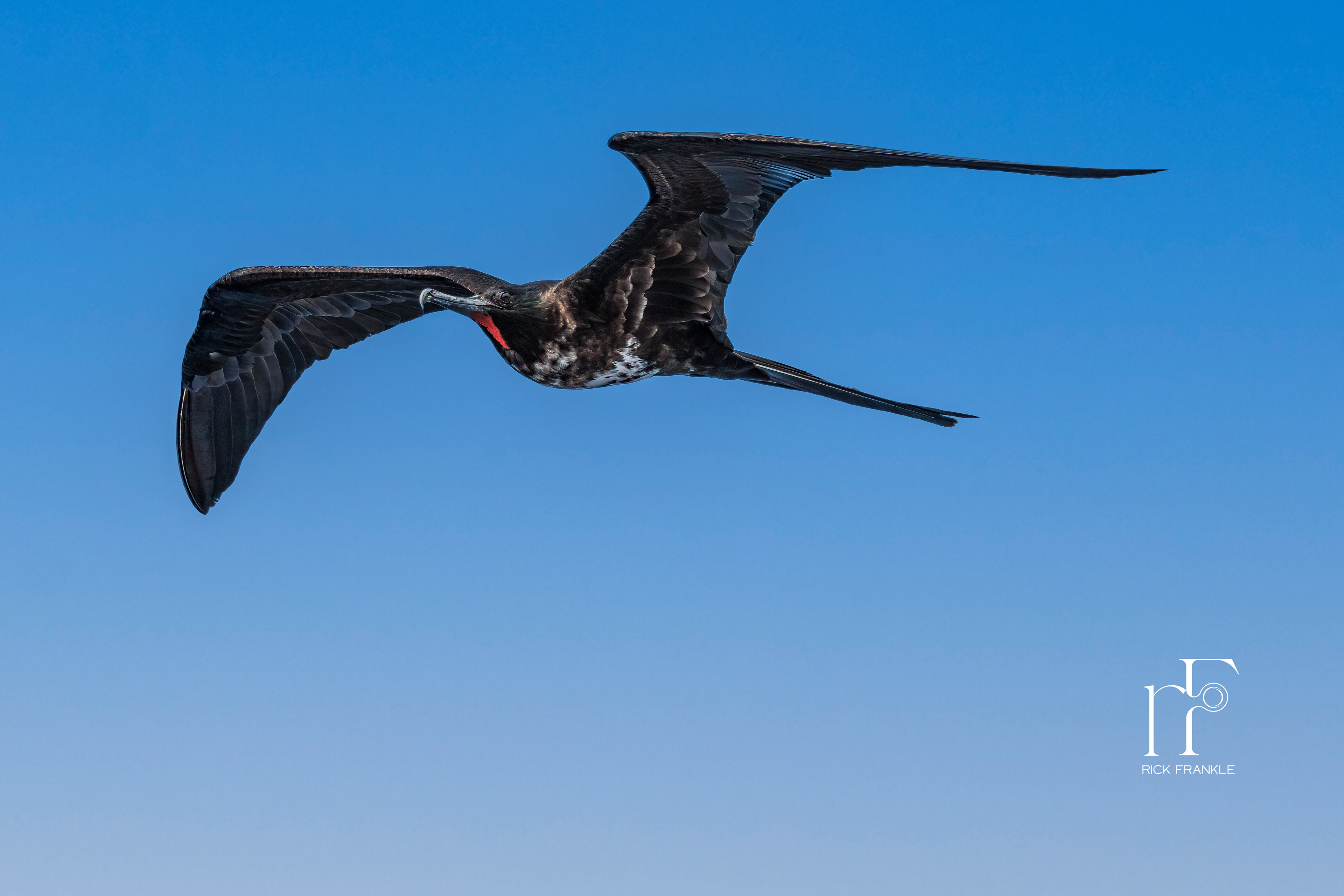 FEMALE FRIGATE BIRD
