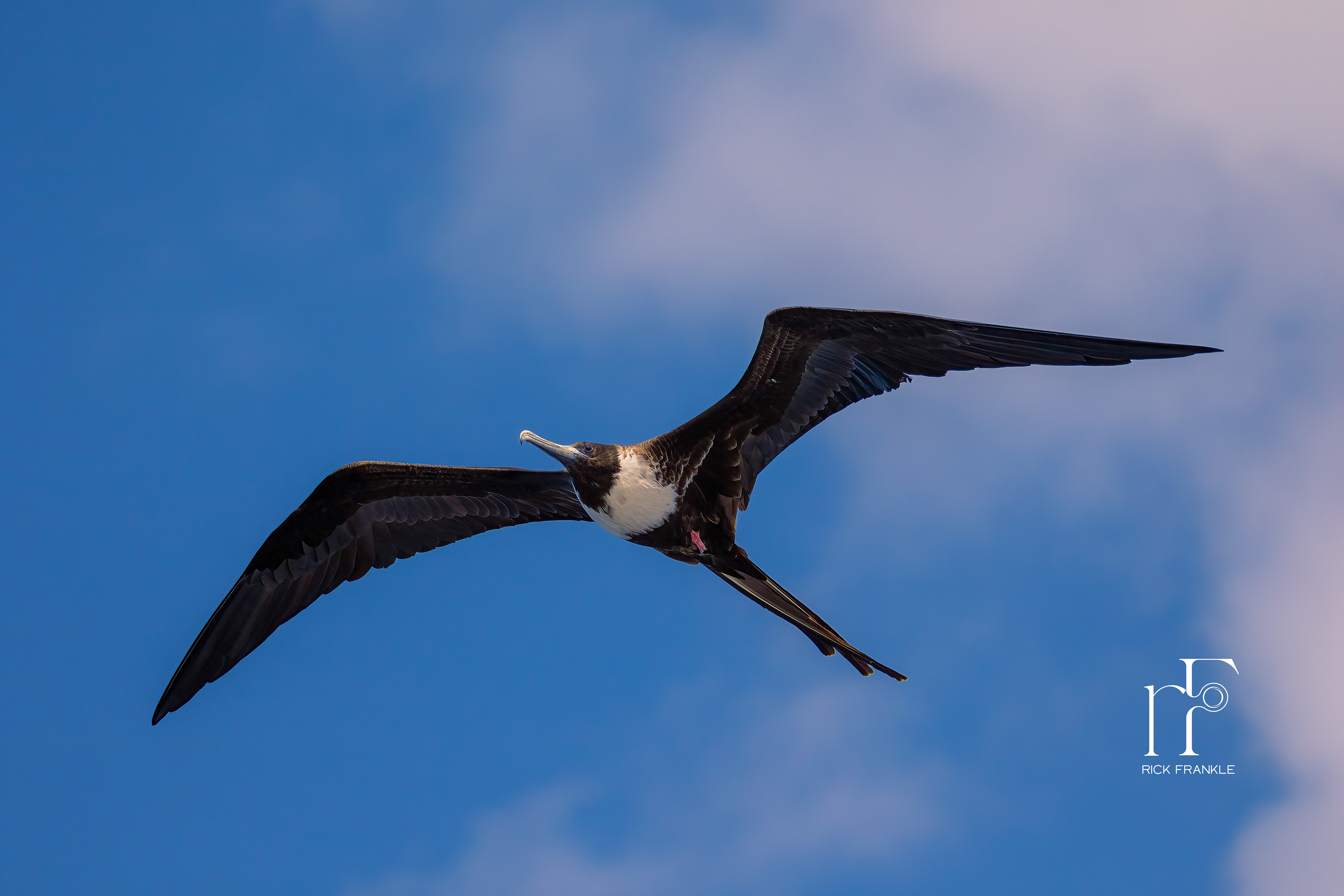 MALE FRIGATE BIRD
