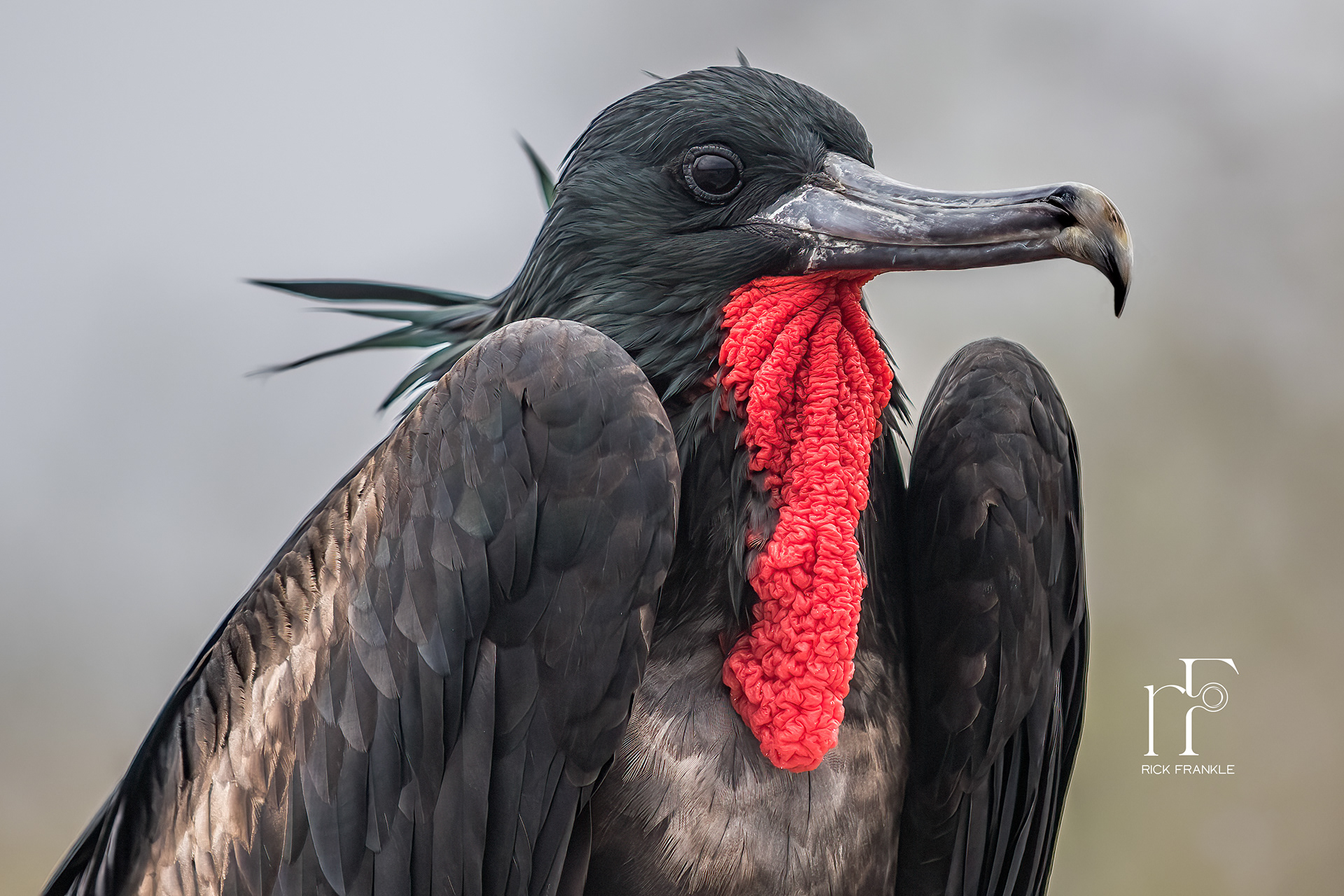 FRIGATE BIRD [PRINCE PHILLIP'S STEPS]