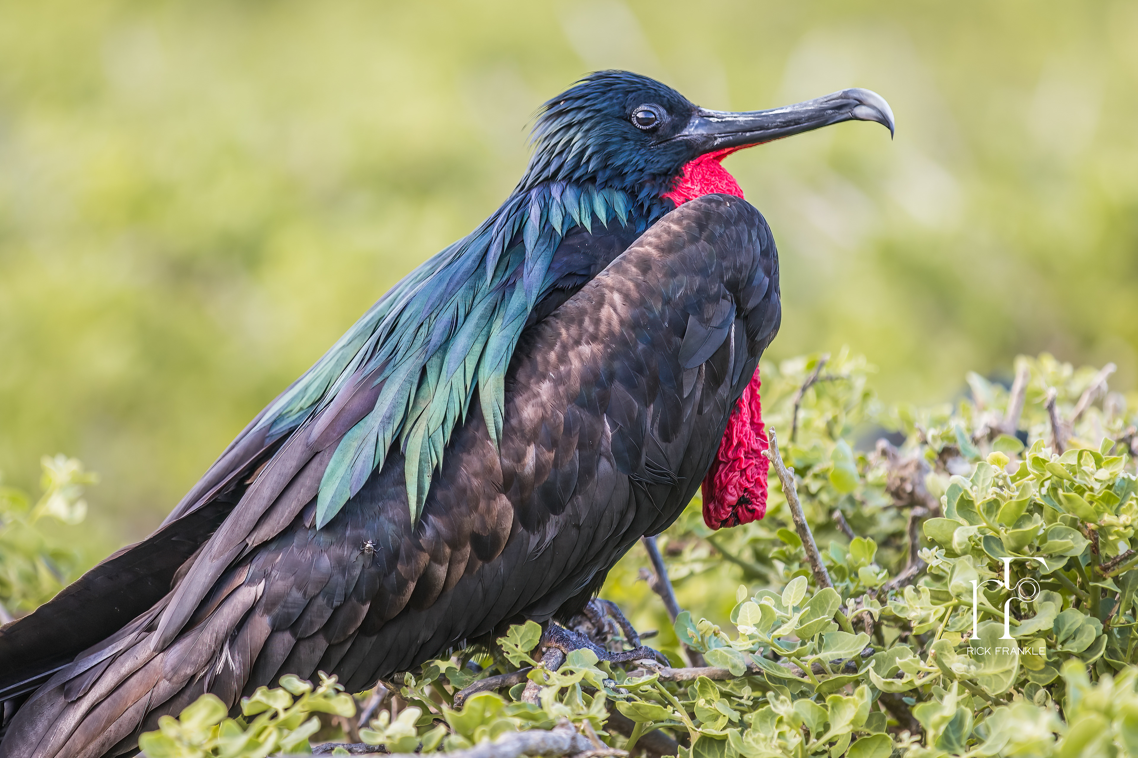 FRIGATE BIRD [DARWIN BAY]