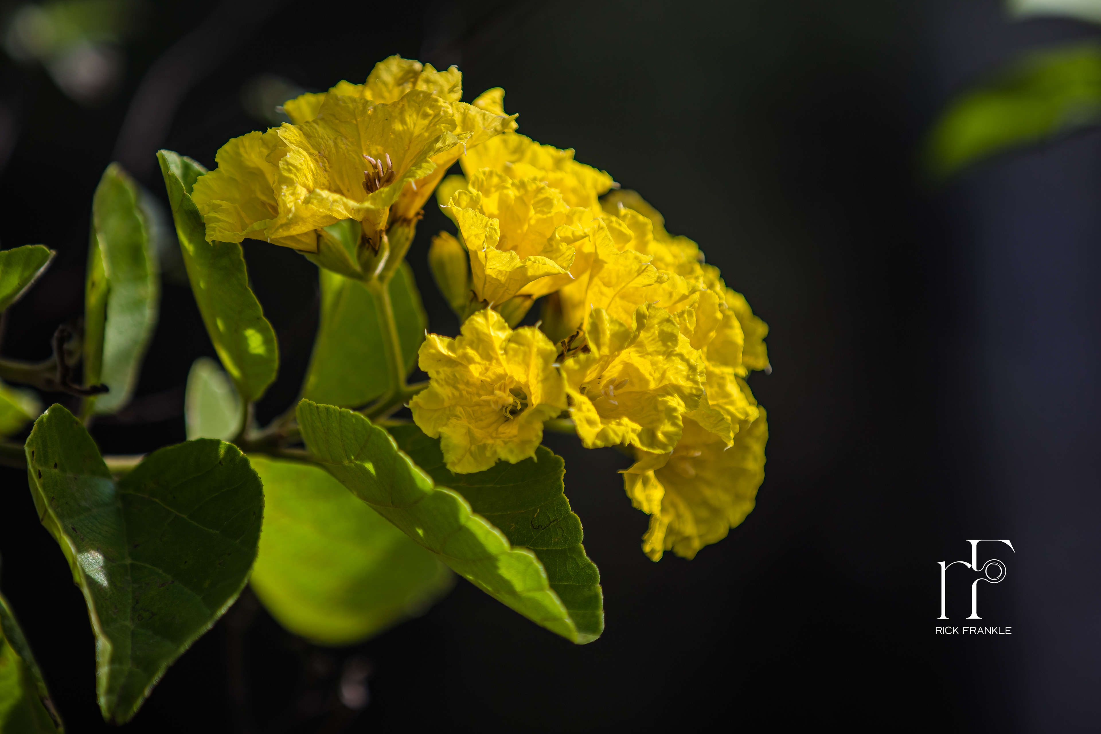 MUYUYU PLANT [URBINA BAY]