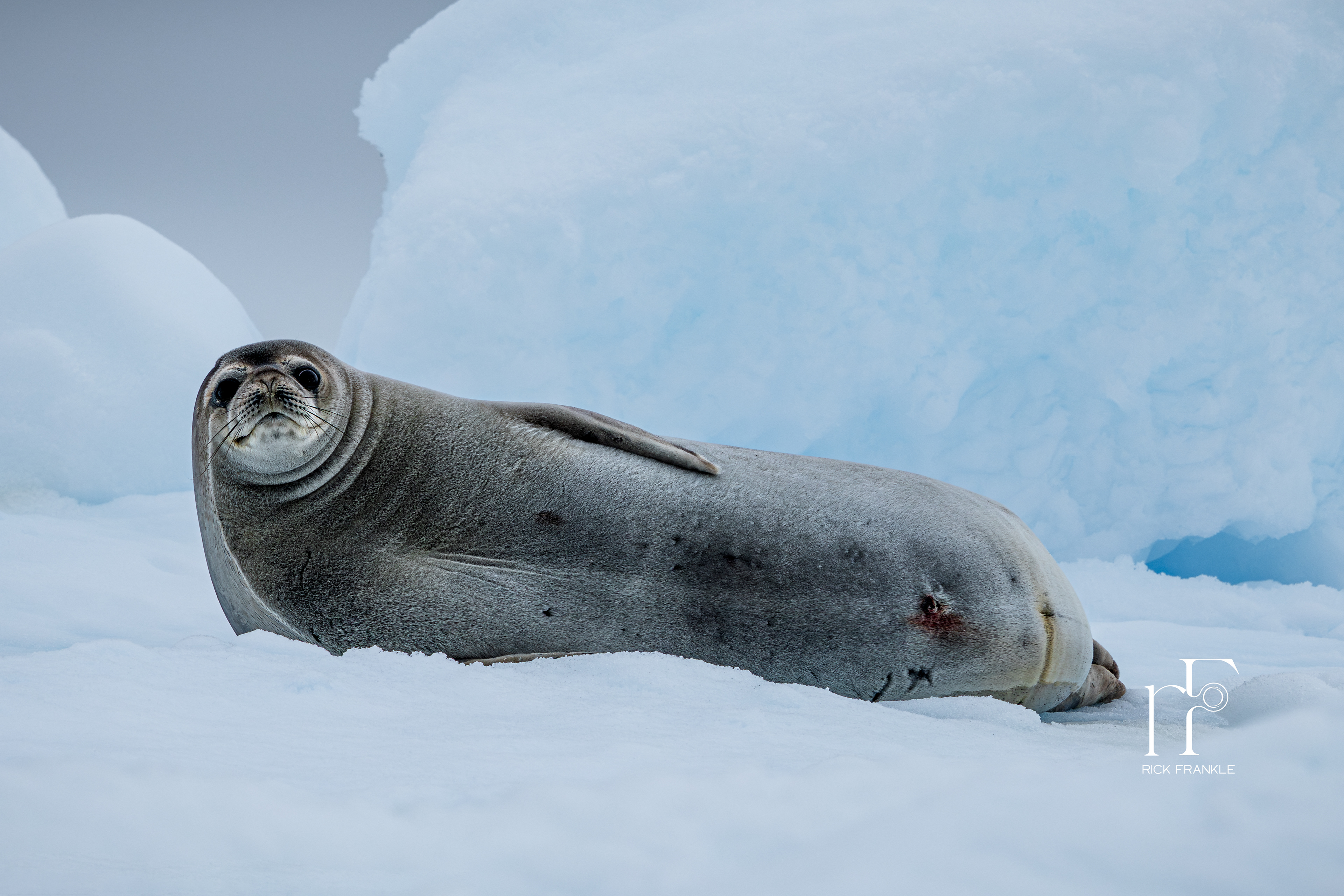 WEDDELL SEAL [CURTISS BAY]