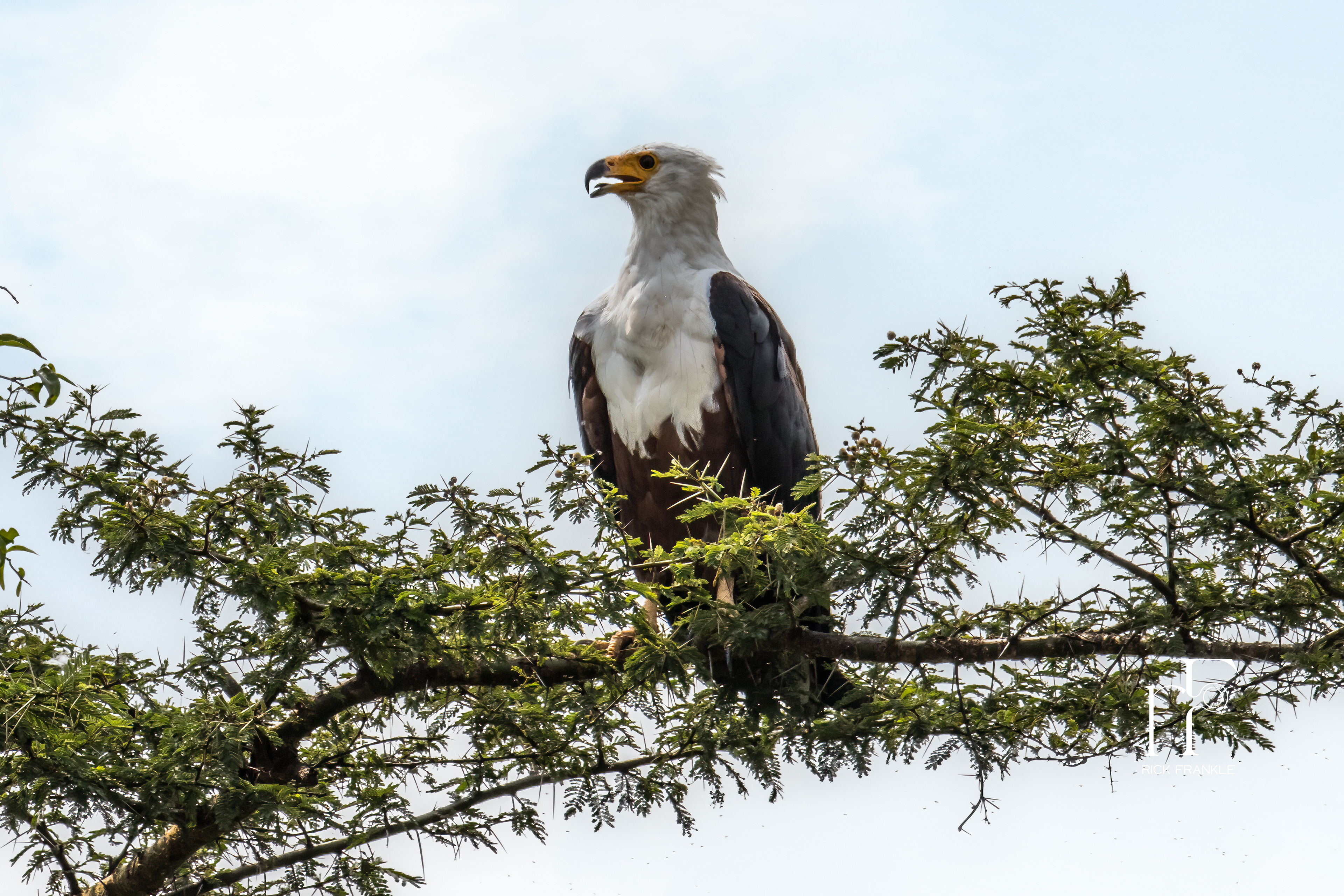 AFRICAN FISH EAGLE [KAZINGA CHANNEL]