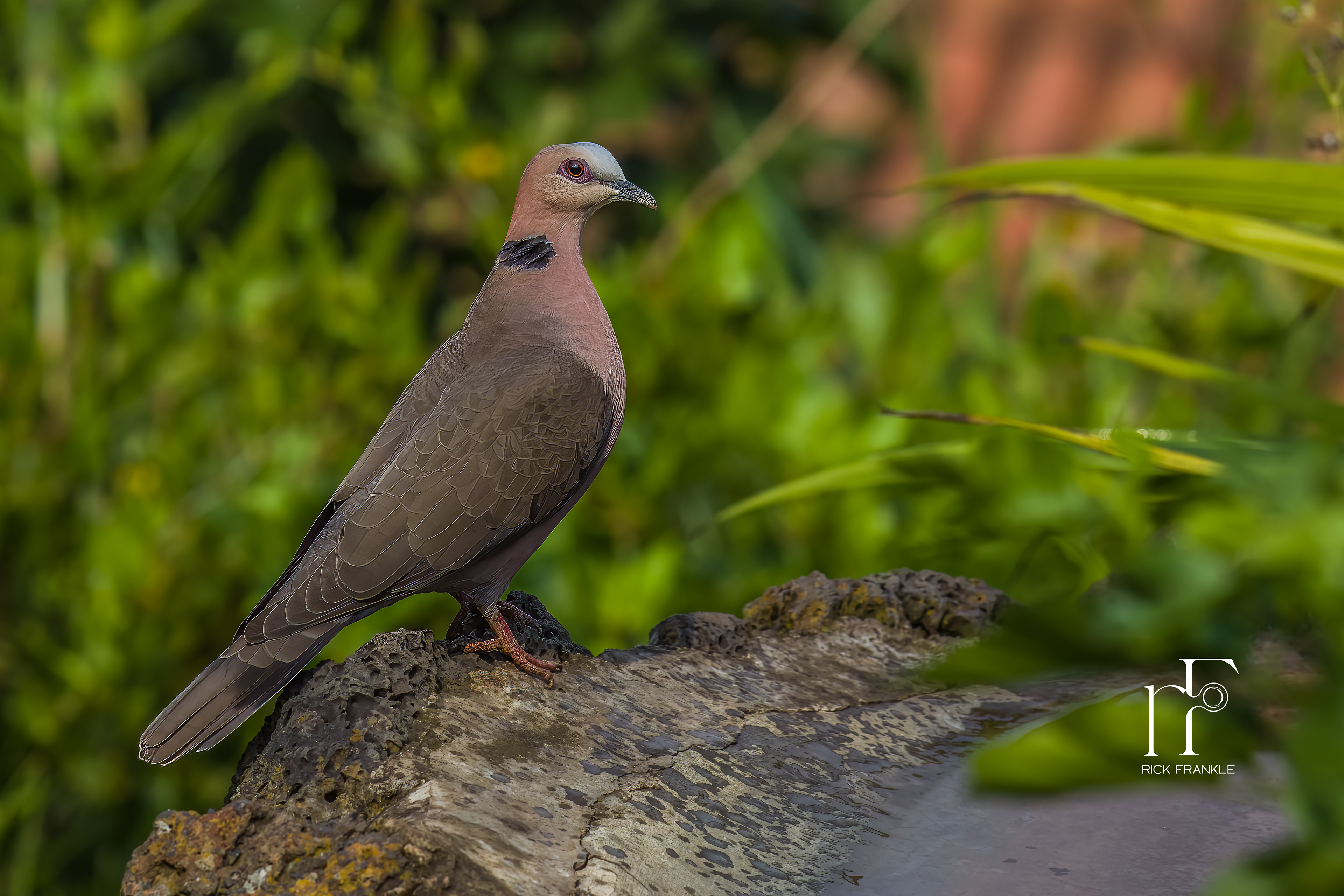 RED EYED DOVE [VIRUNGA]
