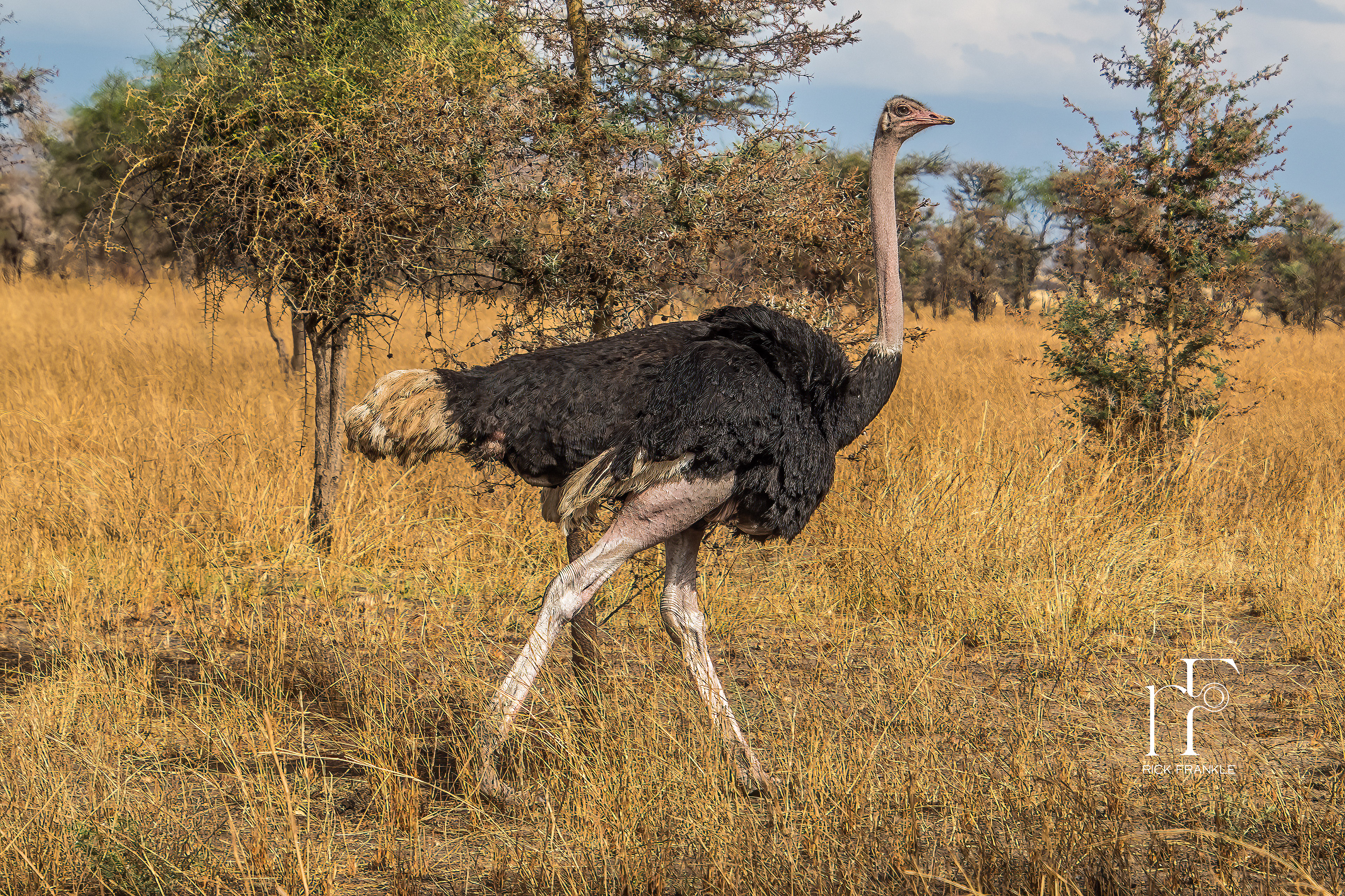OSTRICH [TARANGIRE]