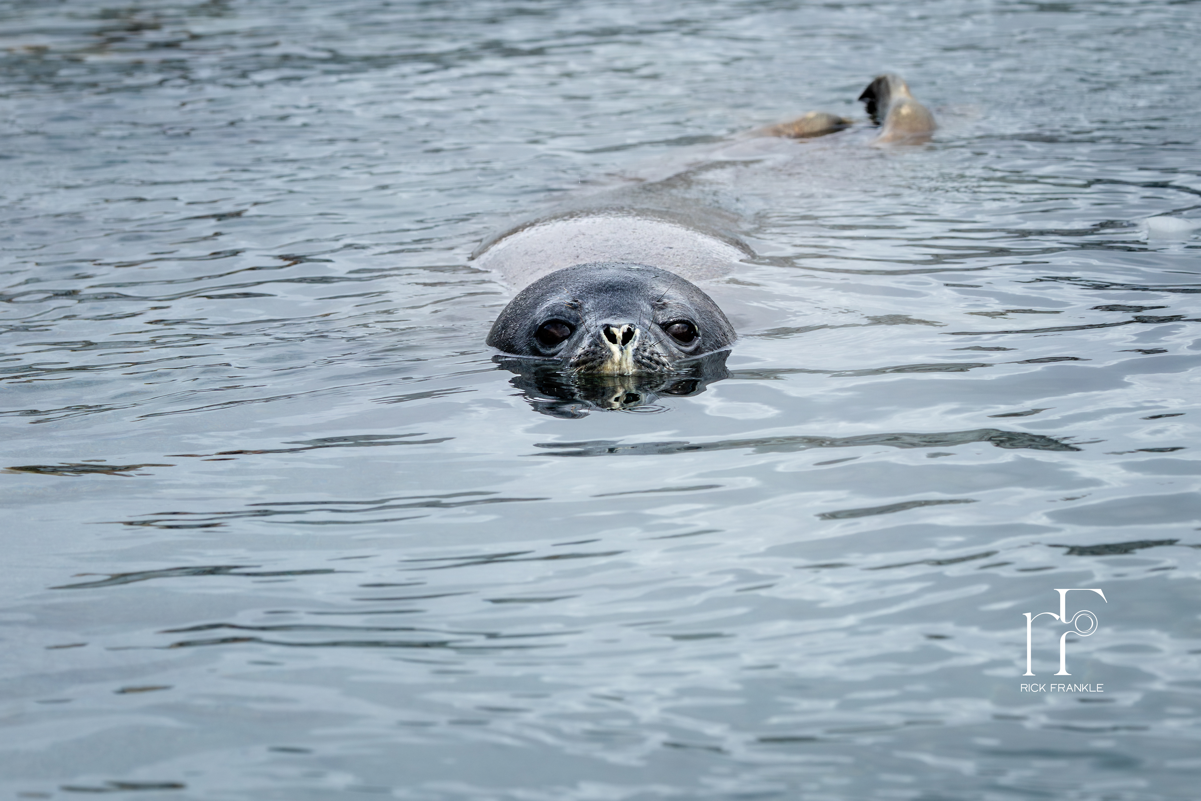 WEDDELL SEAL [USEFUL ISLAND]