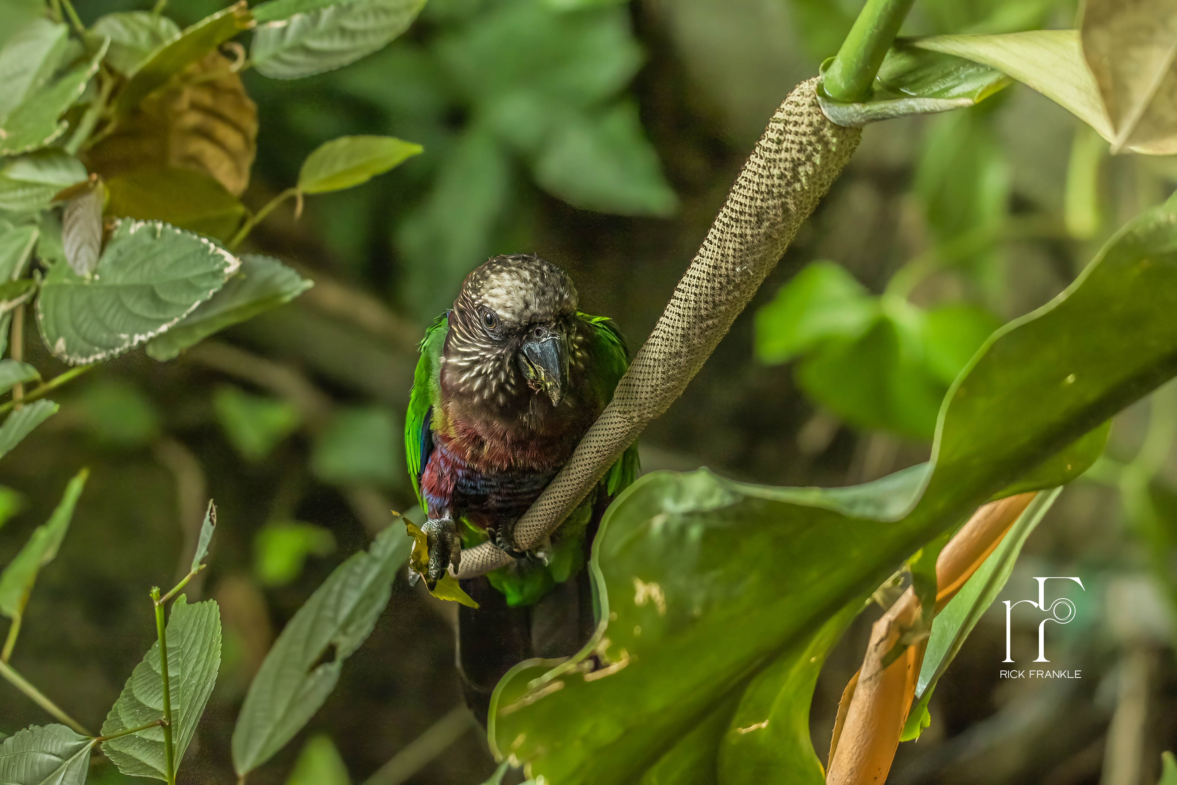 NATIONAL ZOO [WASHINGTON, DC]