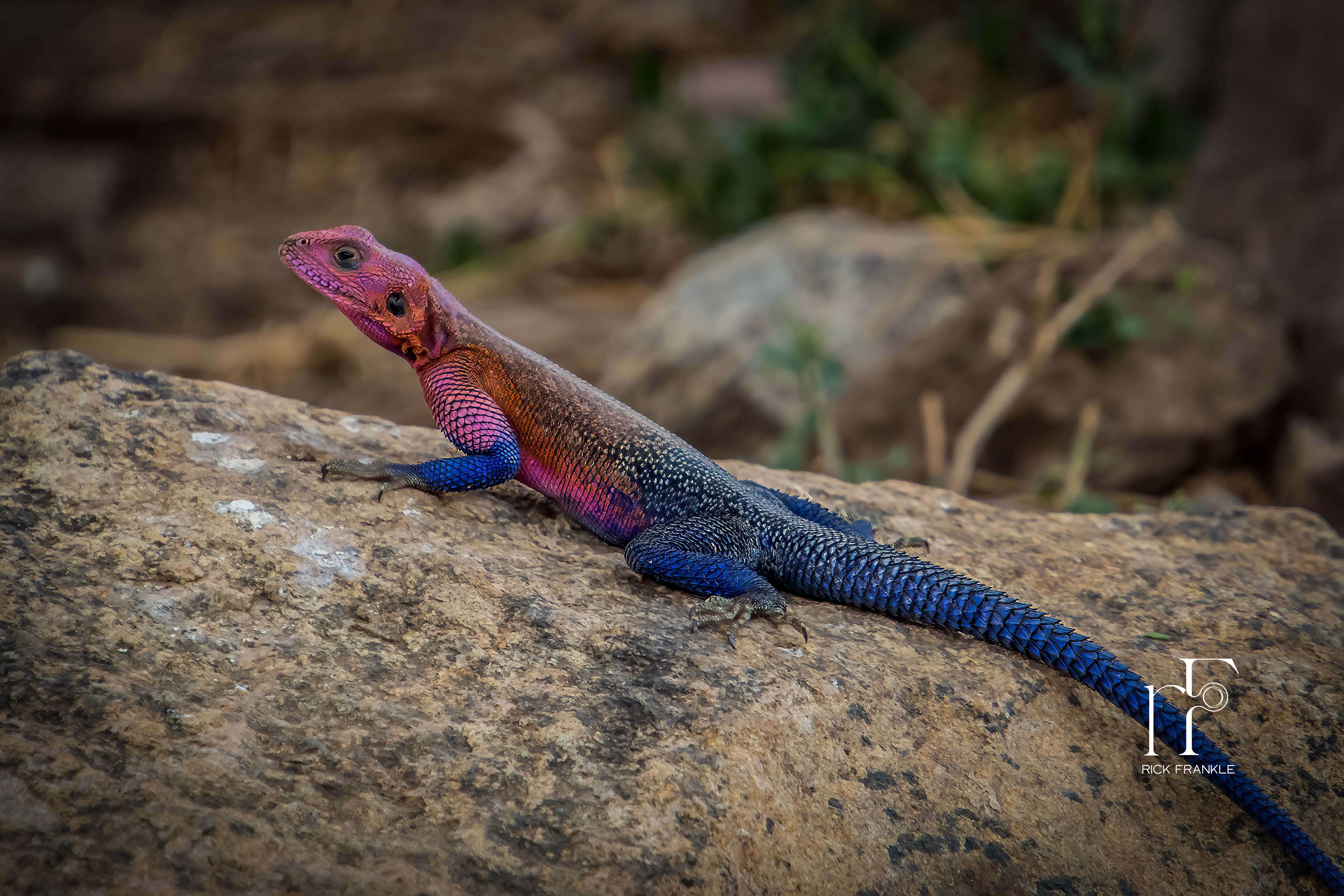 AGAMA LIZARD [SERENGETI]