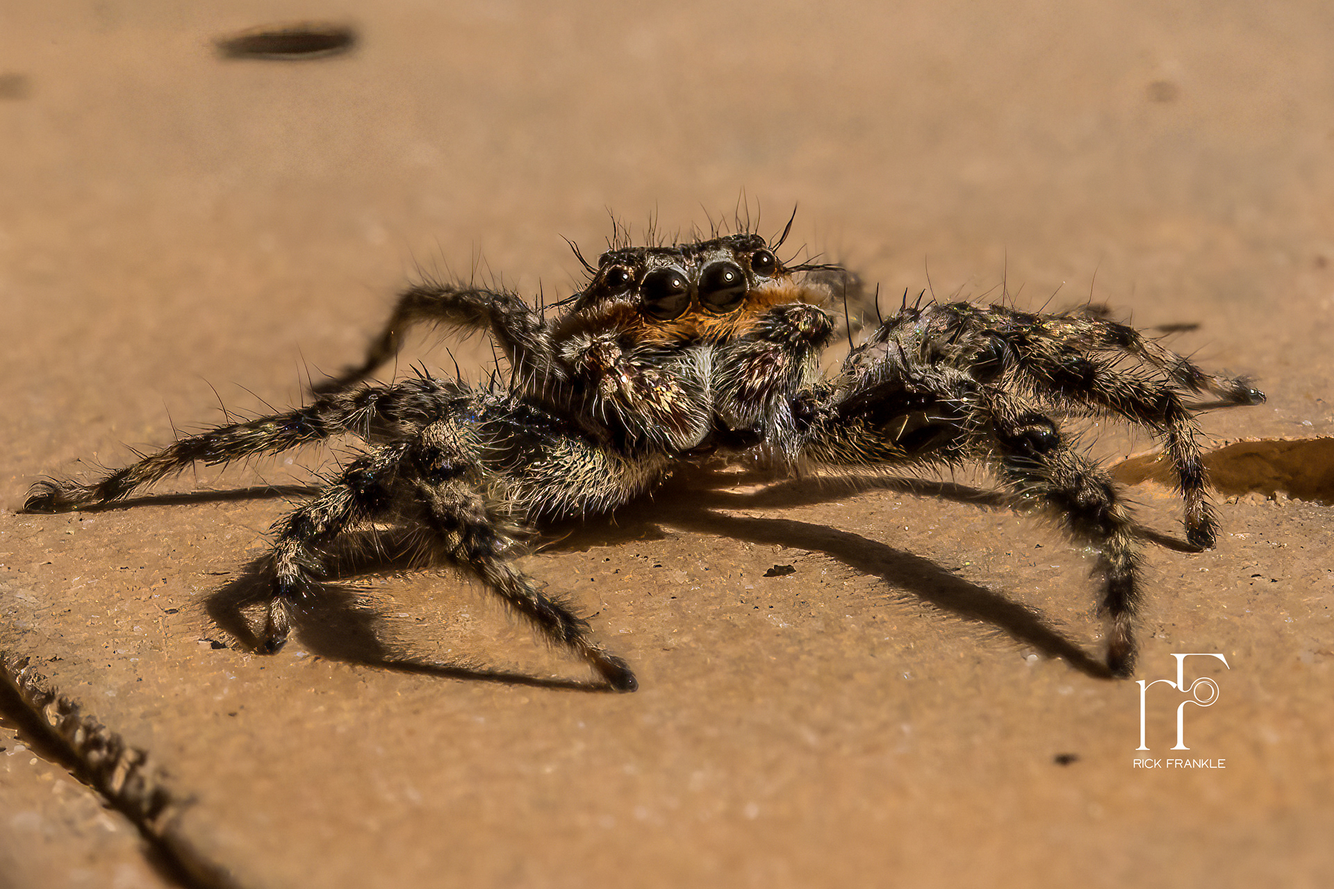 JUMPING SPIDER