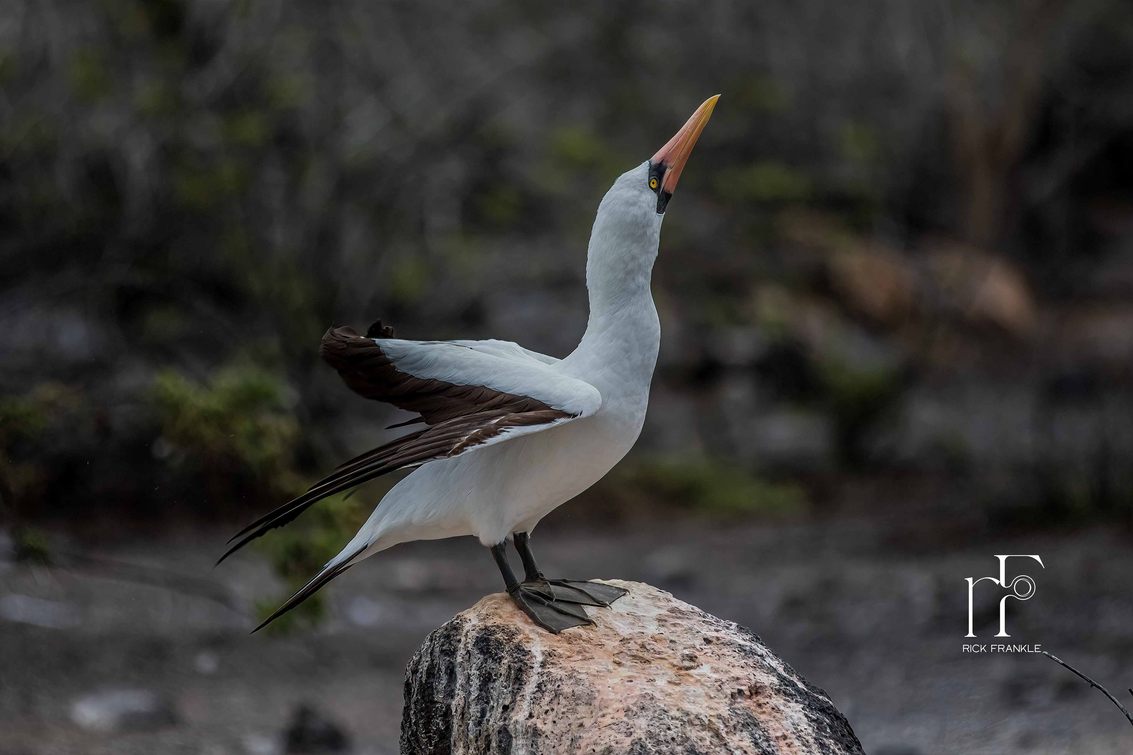 NAZCA BOOBY [PRINCE PHILLIP'S STEPS]