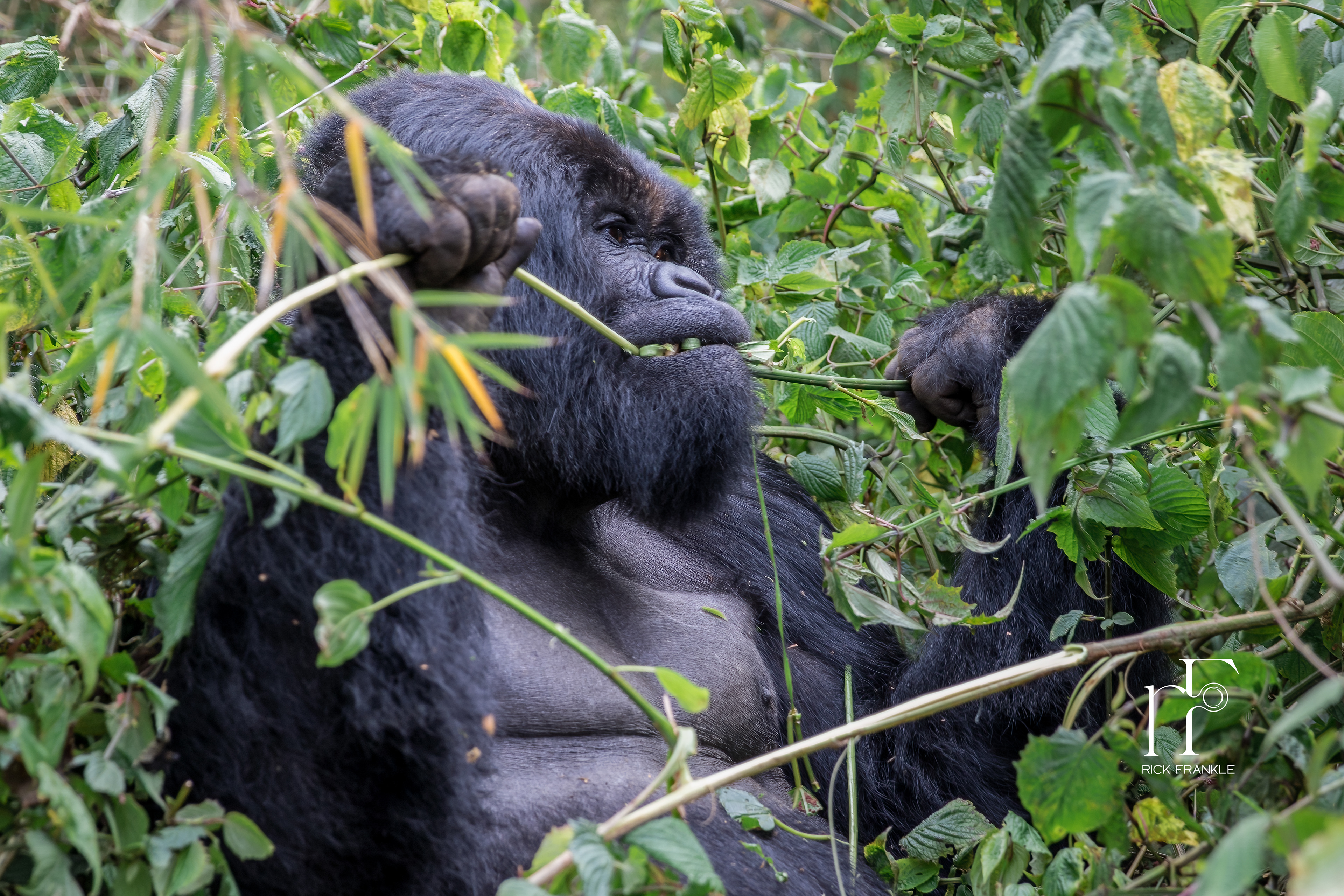 VOLCANOES NATIONAL PARK [RWANDA]