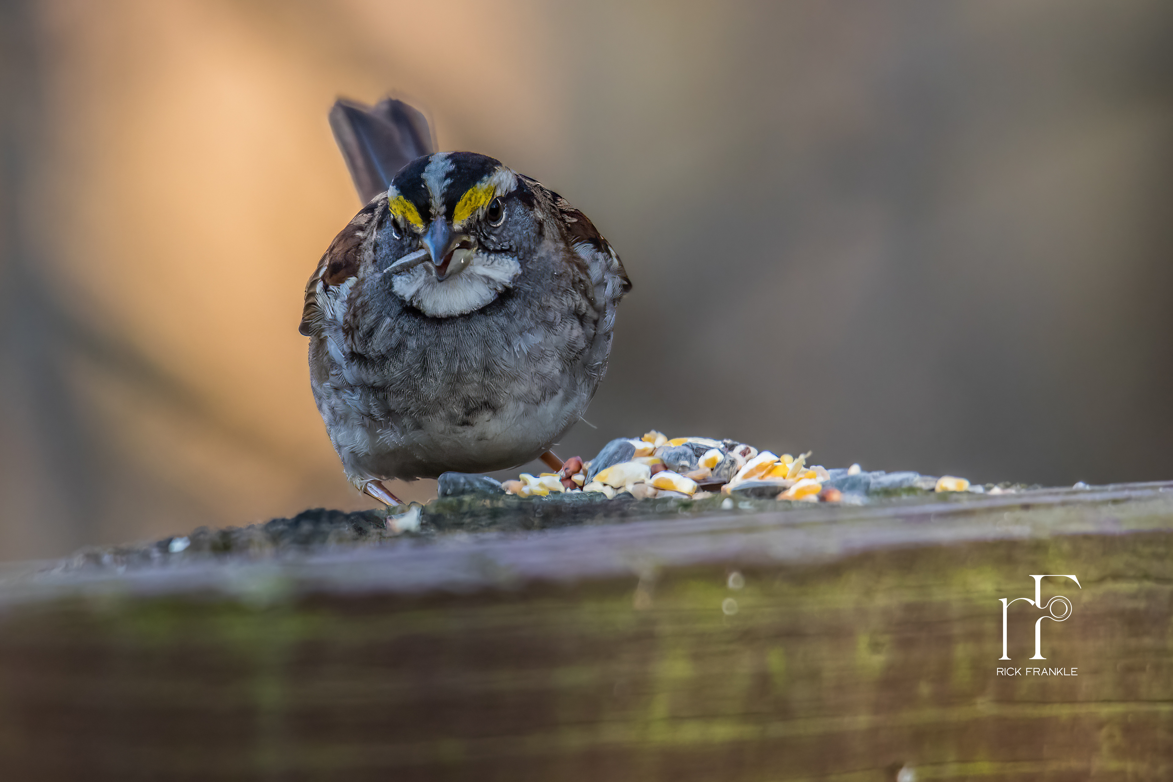 WHITE THROATED SPARROW